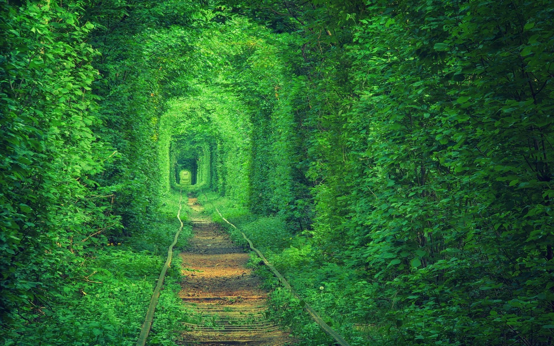 green, Tunnel, Path, Nature, Forest, Trees Wallpapers HD / Desktop ...