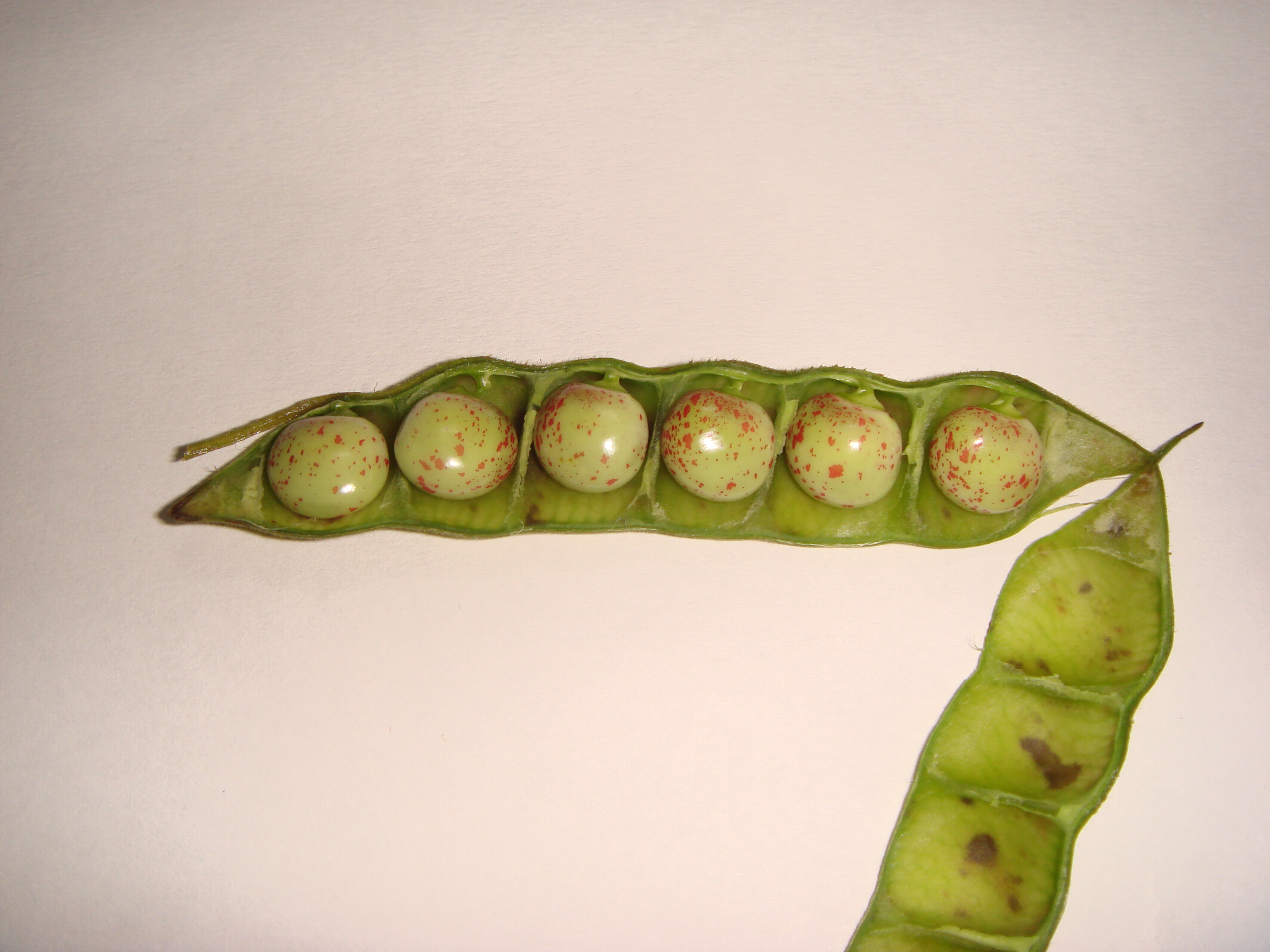 Green peas photo