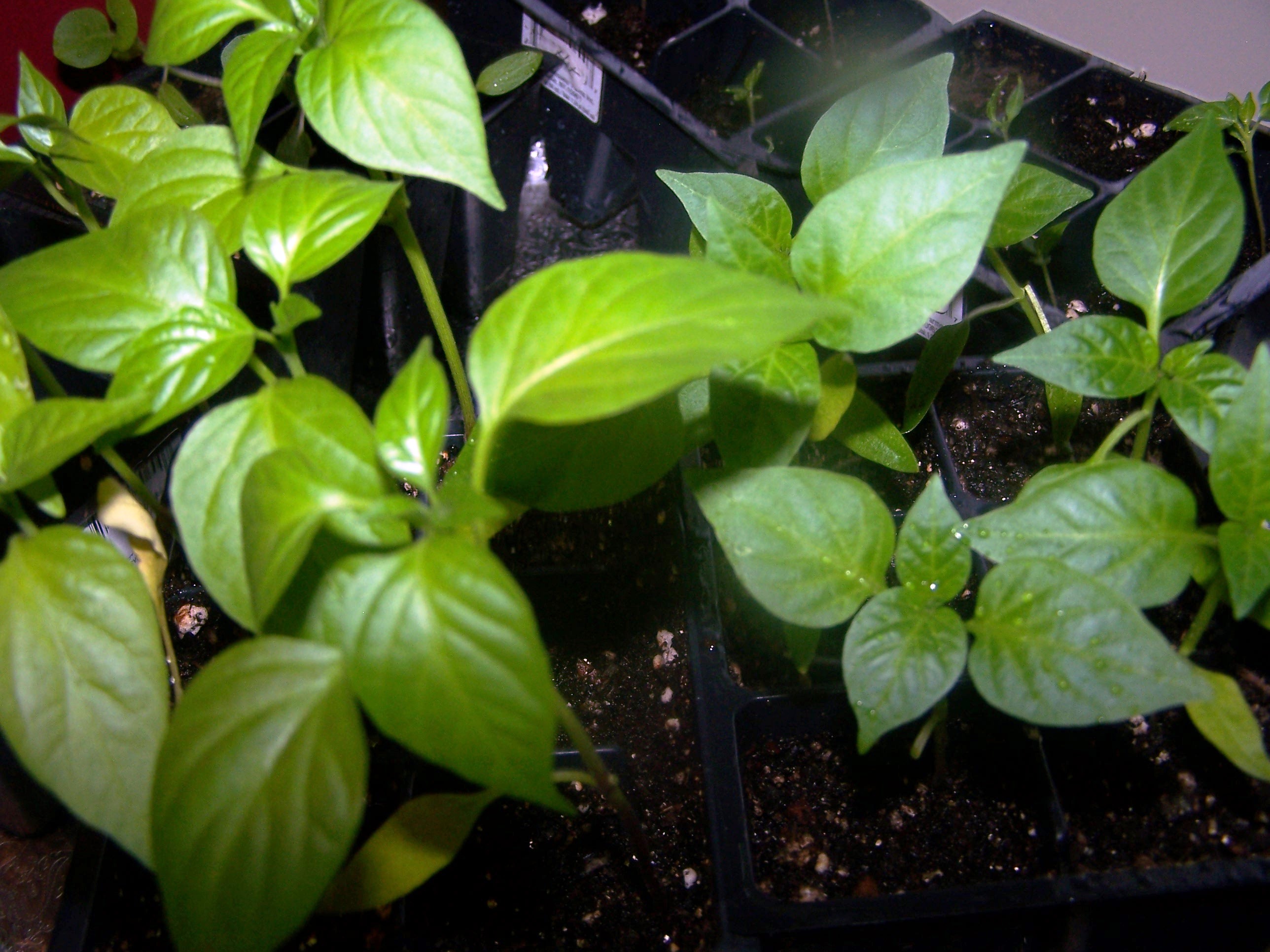 Green pepper plant photo