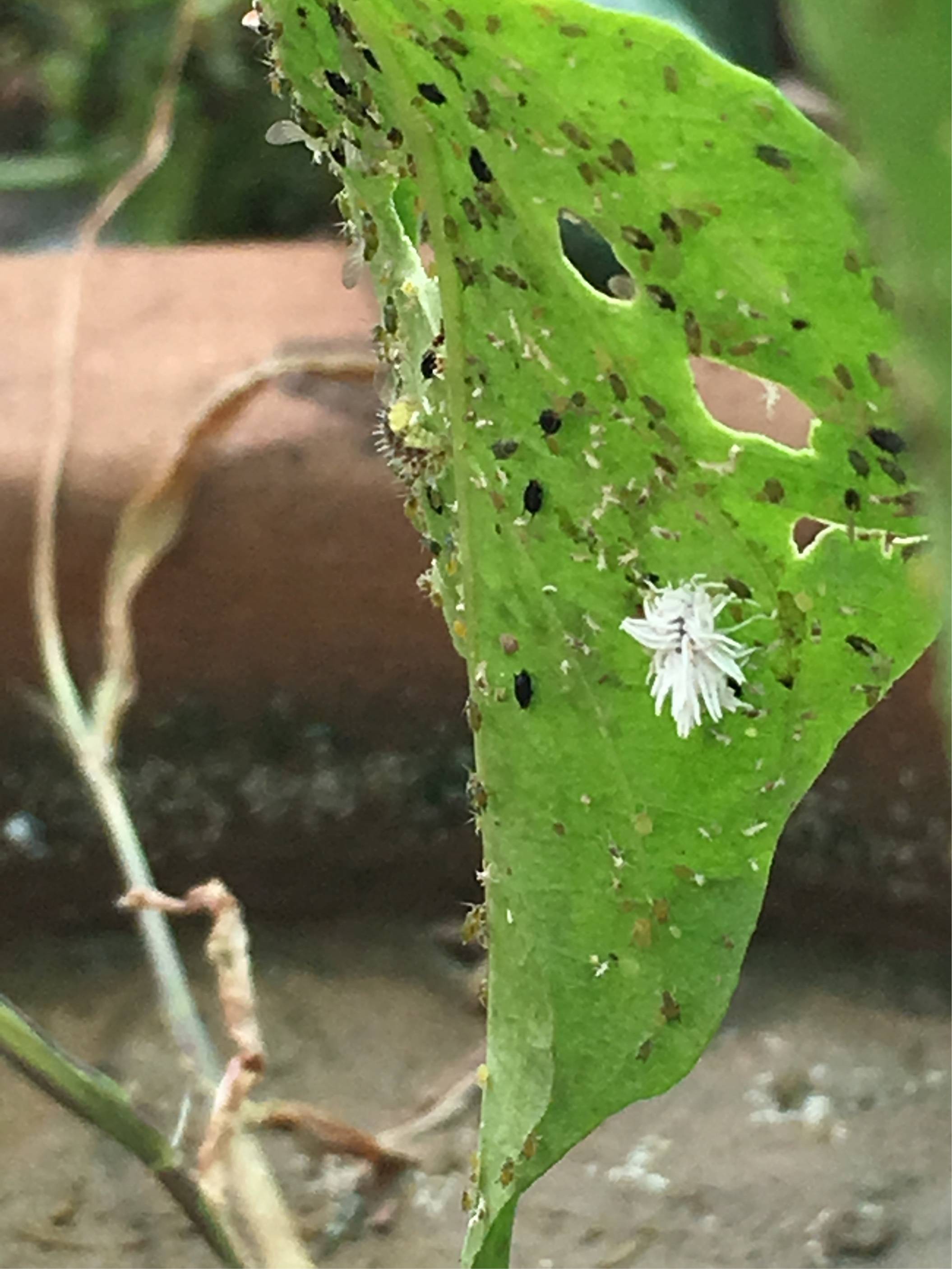 White insect attack on pepper plant - Gardening & Landscaping Stack ...