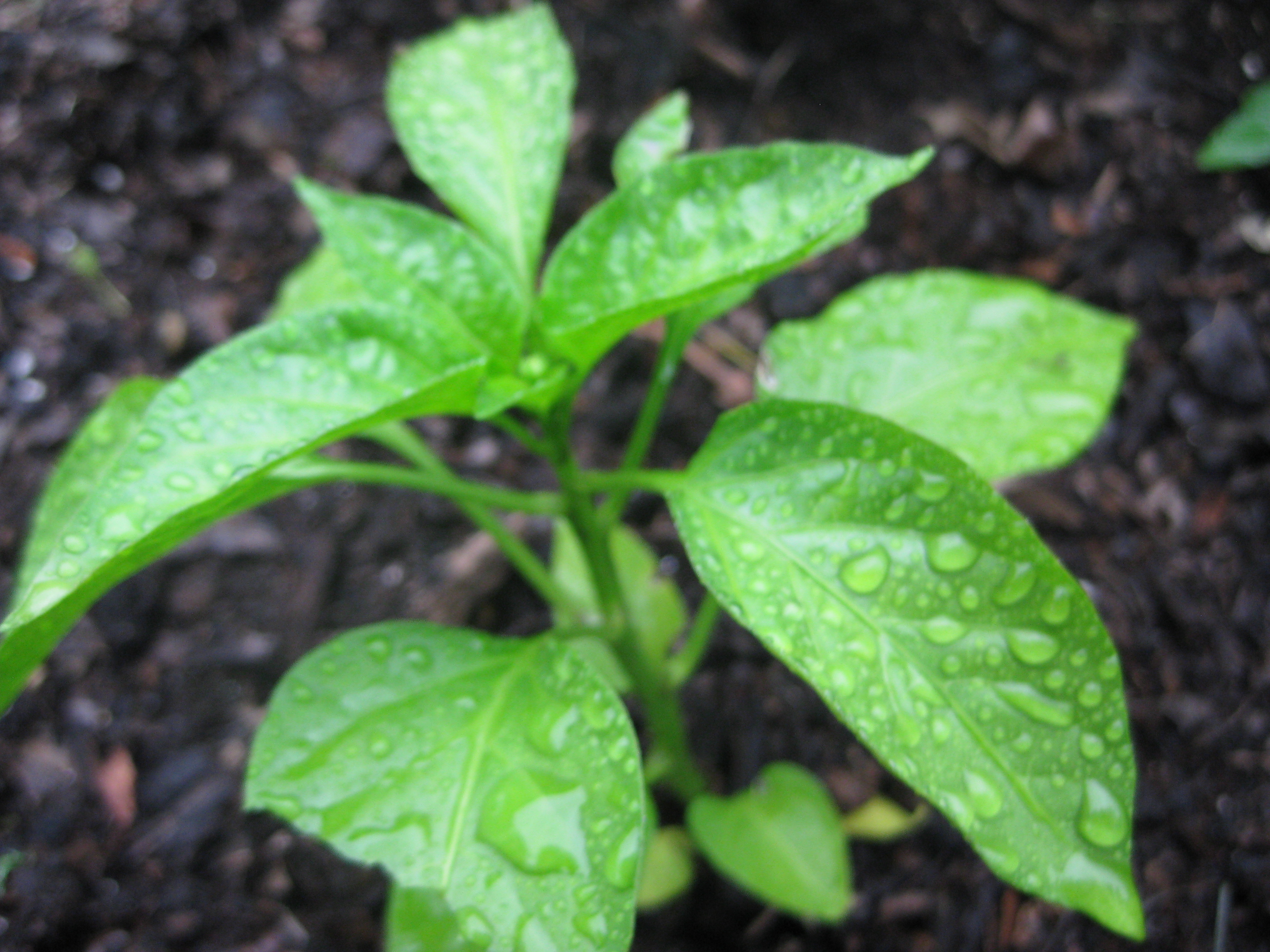 Rain, Rain, Go Away Green Pepper Plant – The Good Thing - About ...