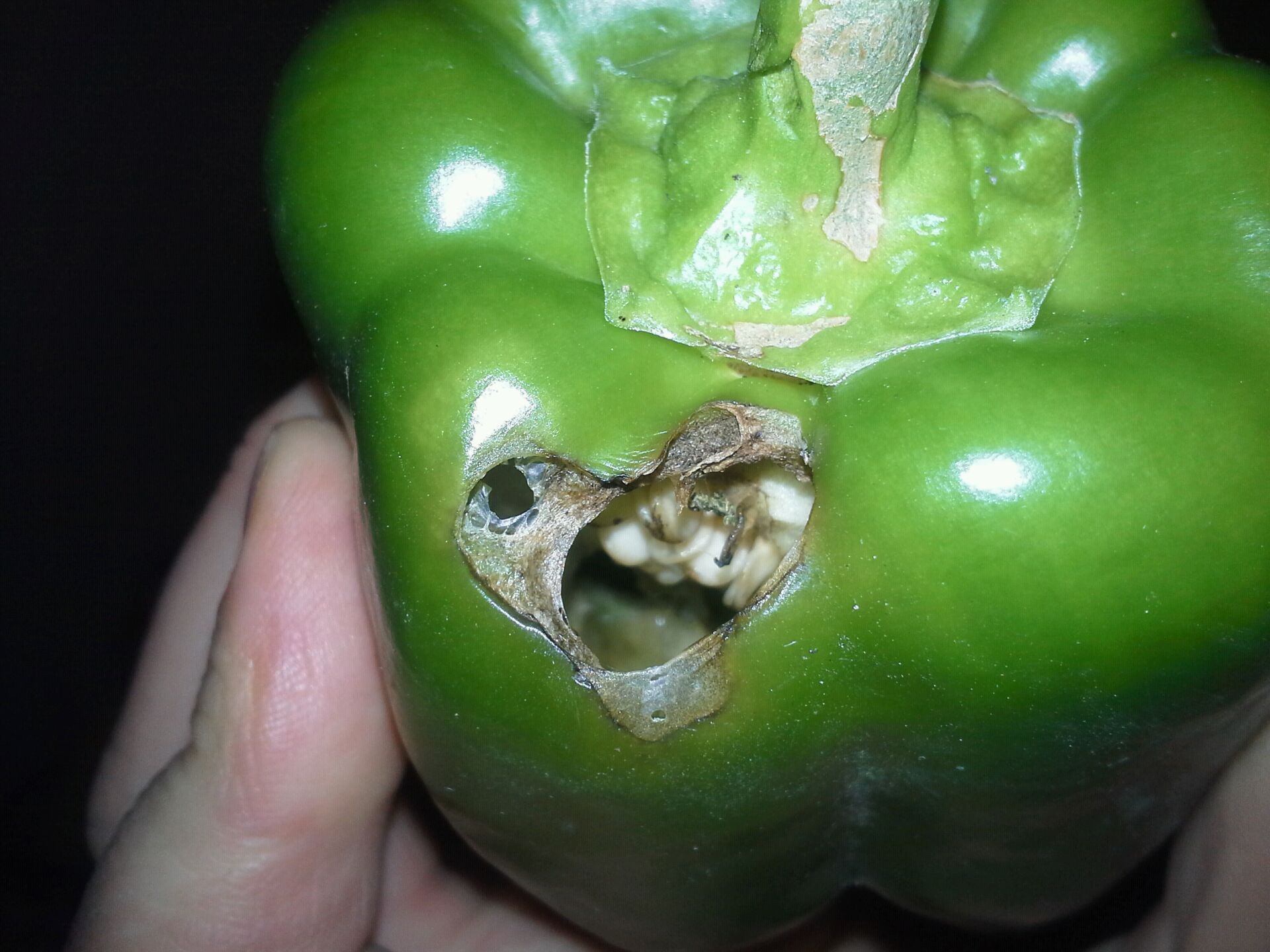 My bell pepper plants are getting holes in some of the peppers and ...