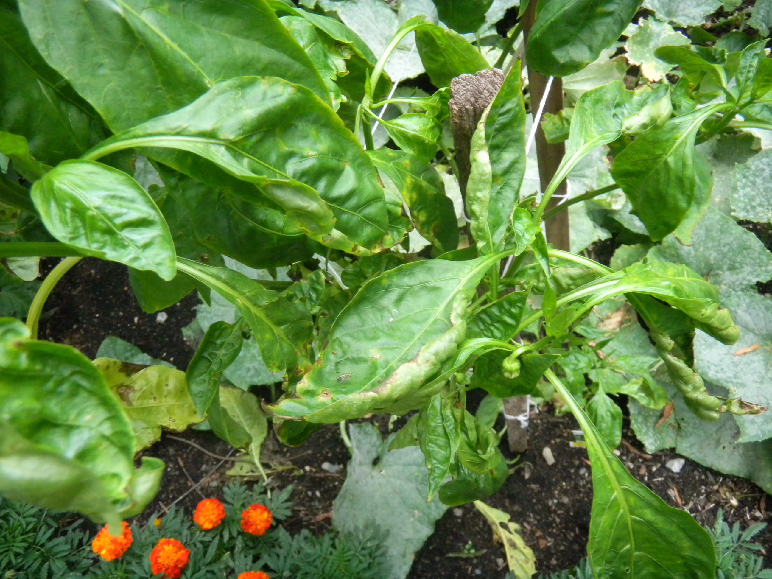 Pepper plant (August 11, 2014) in raised bed at rear of home but in ...