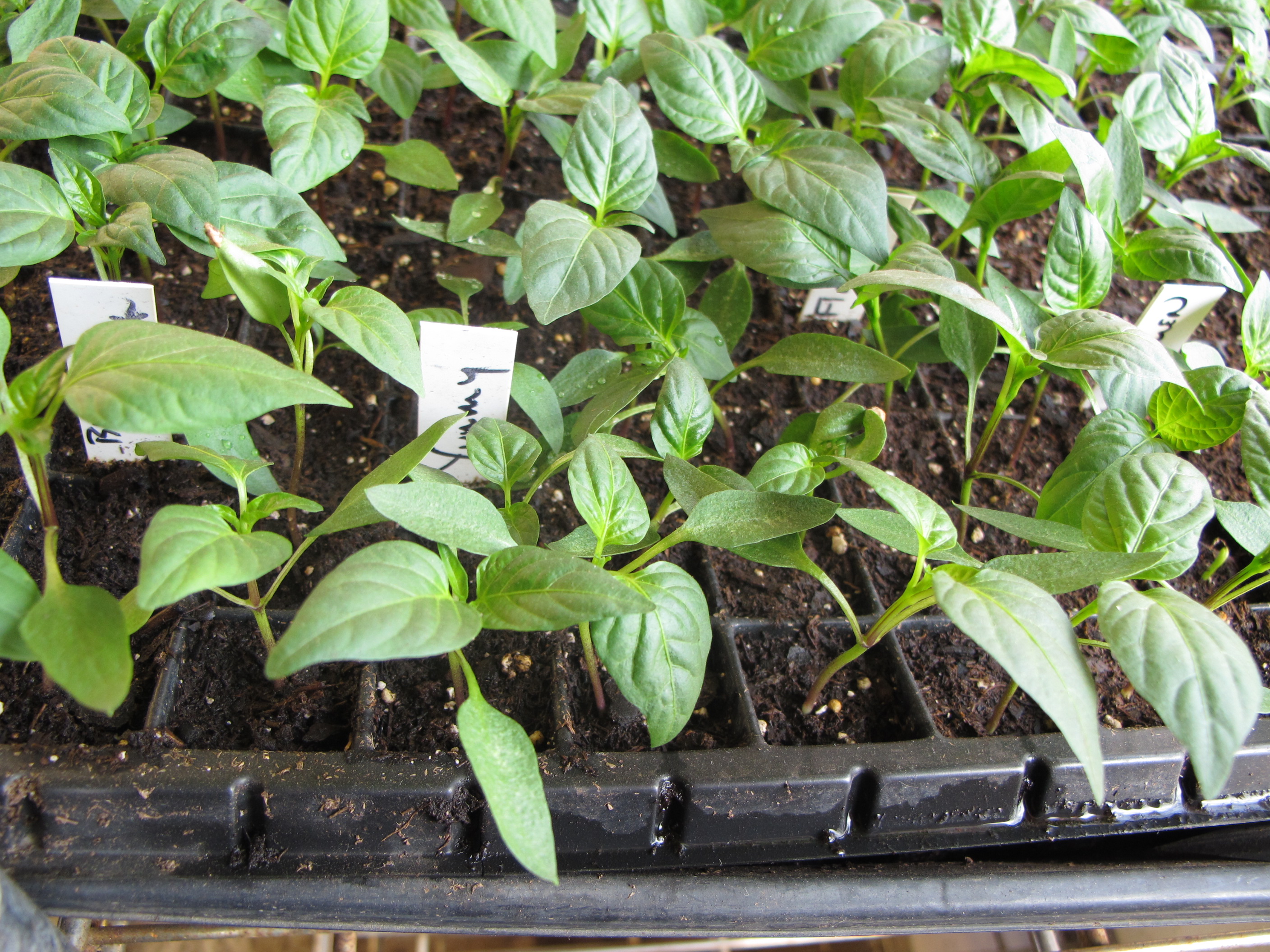 Tips for Hardening off Tomato and Pepper Seedlings - Tomato Headquarters