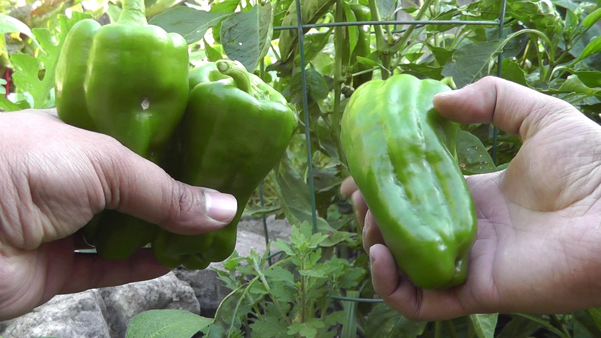 Pepper Plant Profile - Big Bertha Pepper by Bonnie Plants - YouTube