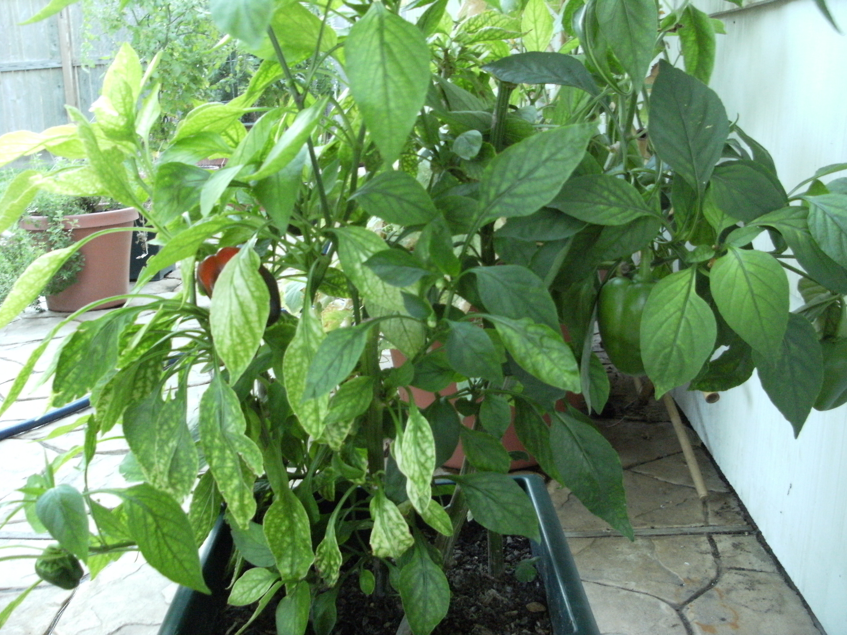 bell pepper plant | Gail of Green Living