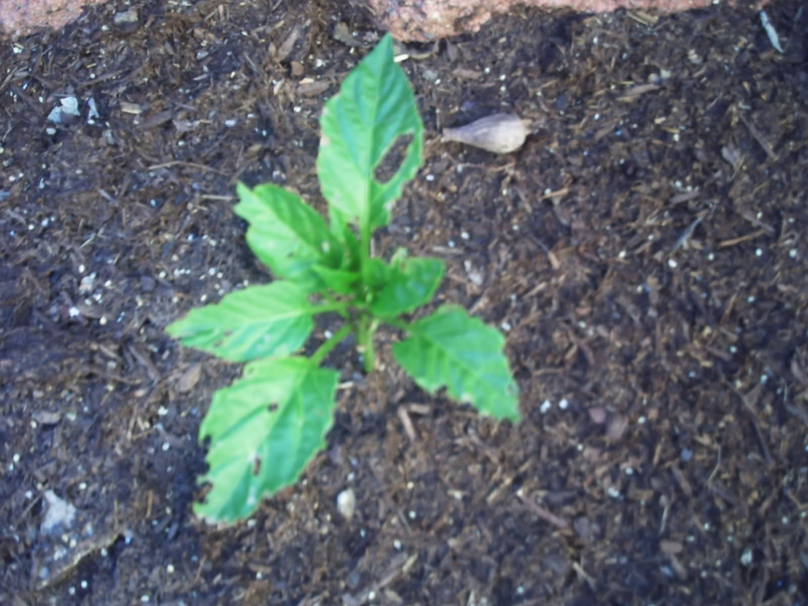 Bugs are eating my Bell Pepper plants! HELP! • HelpfulGardener.com ...