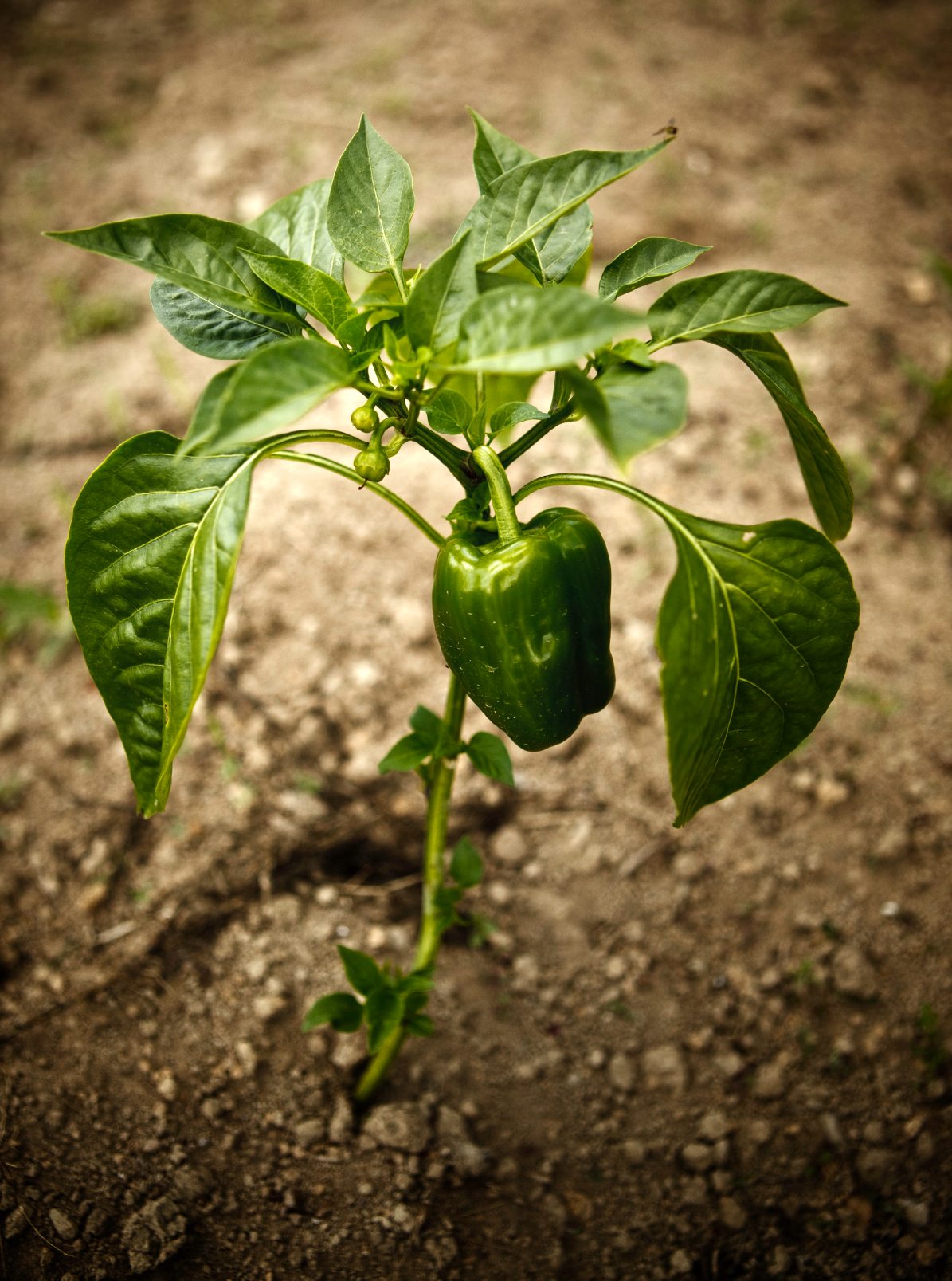 Learn About Common Pepper Plant Problems