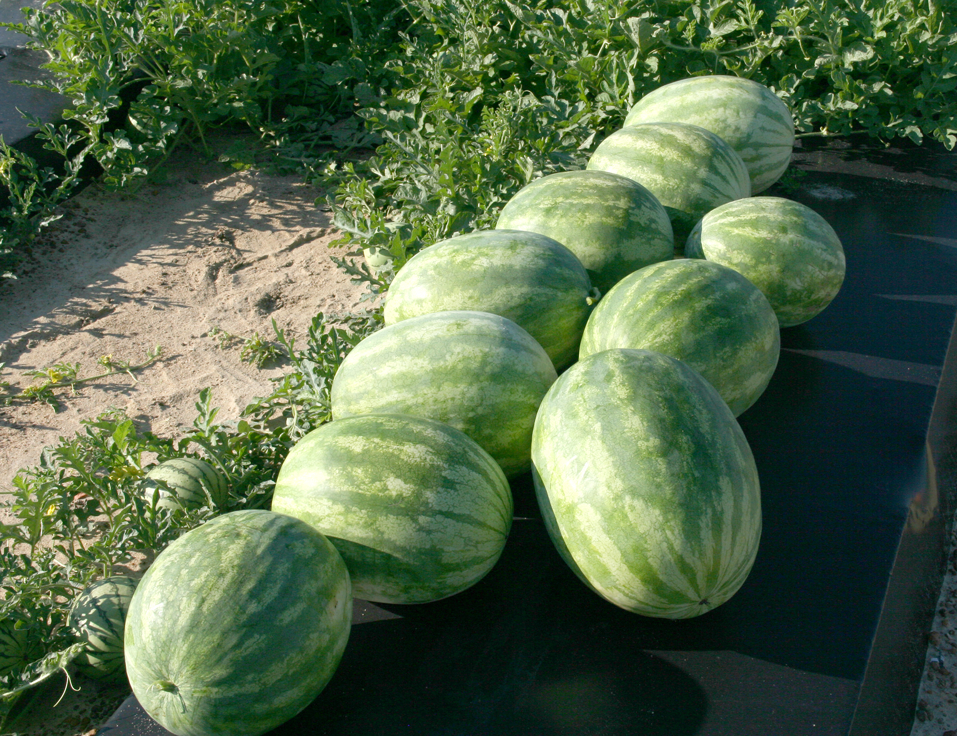 CAES NEWS | Watermelon Production