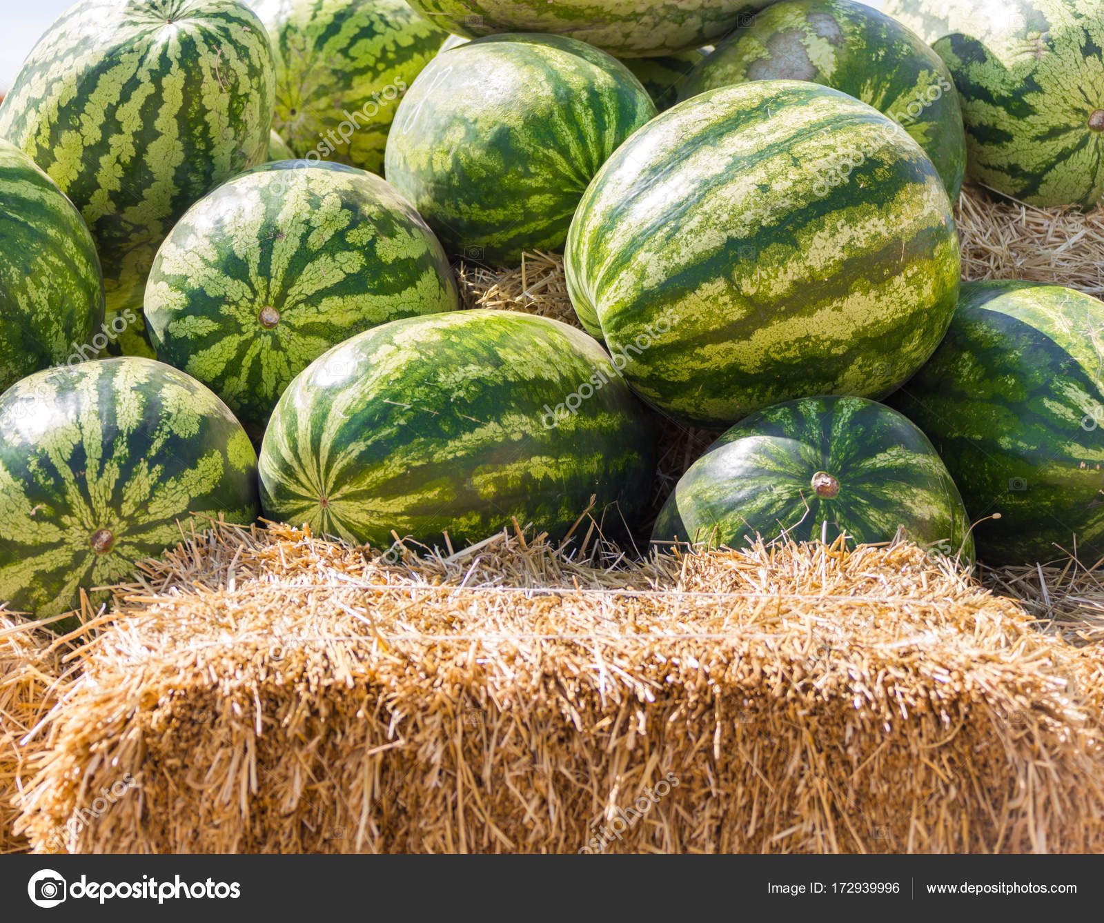 Pile of Green Organic Ripe Watermelons In The Farmers Market — Stock ...