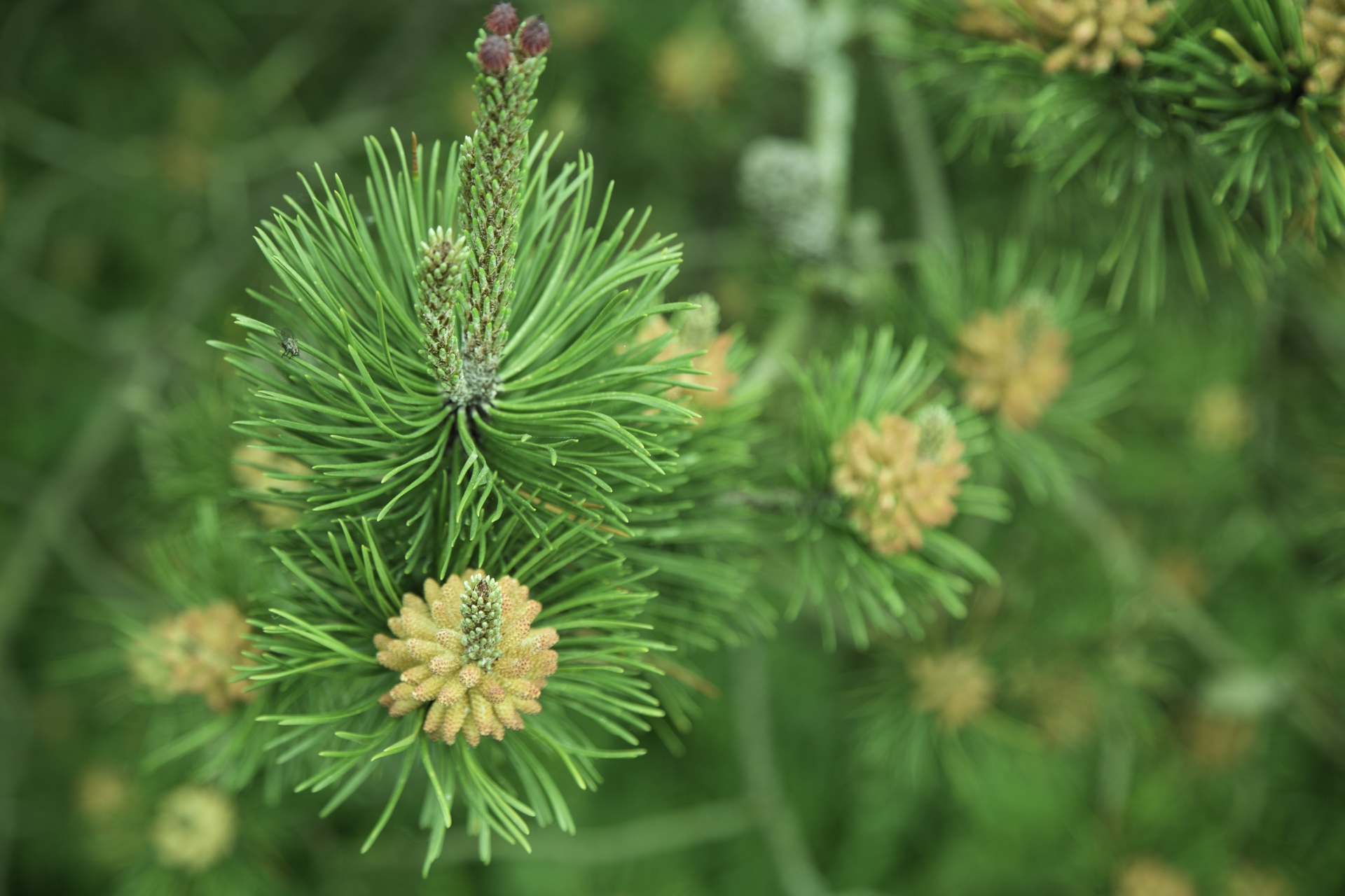 Green Pine Branch Free Stock Photo - Public Domain Pictures