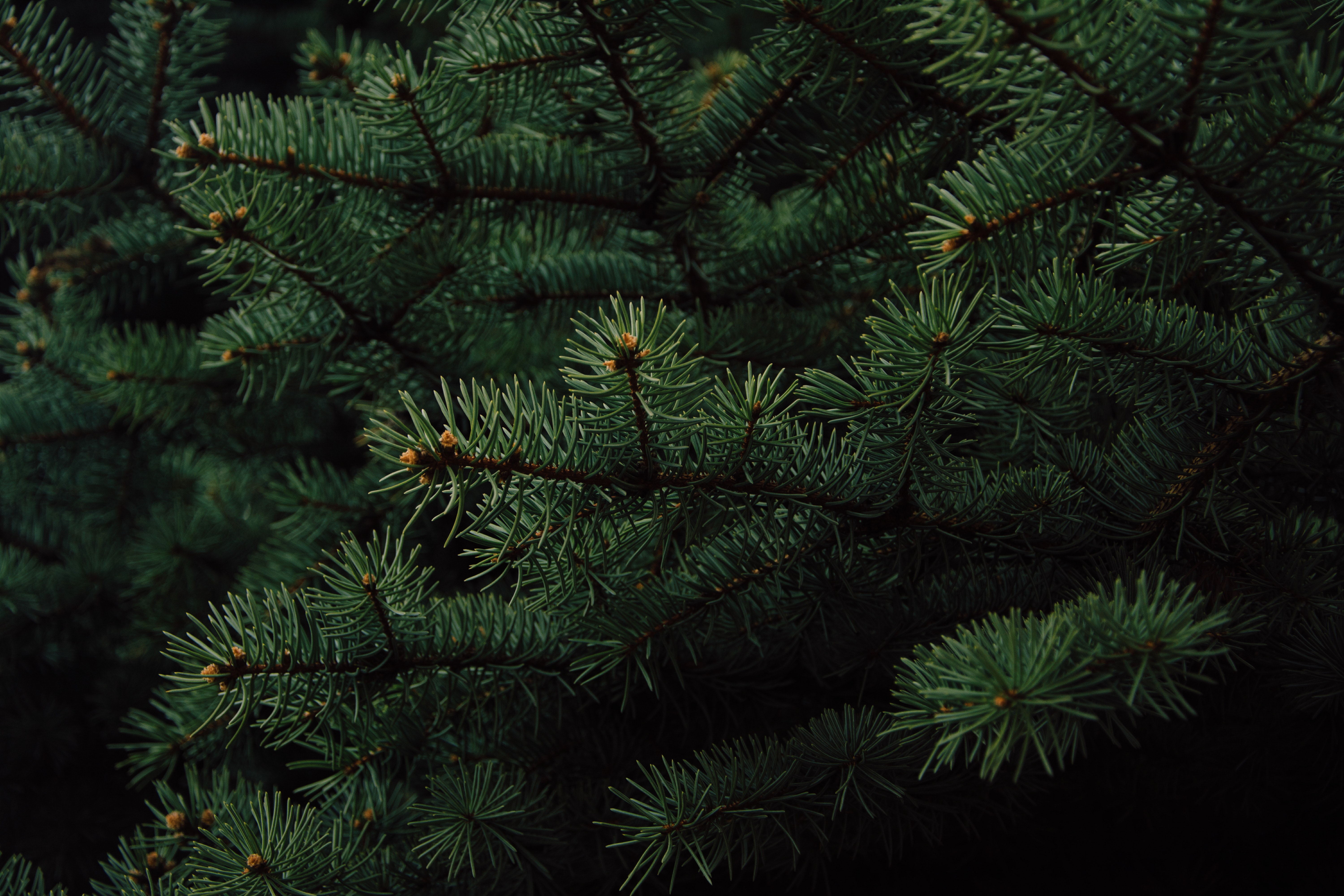 Green pine tree photo