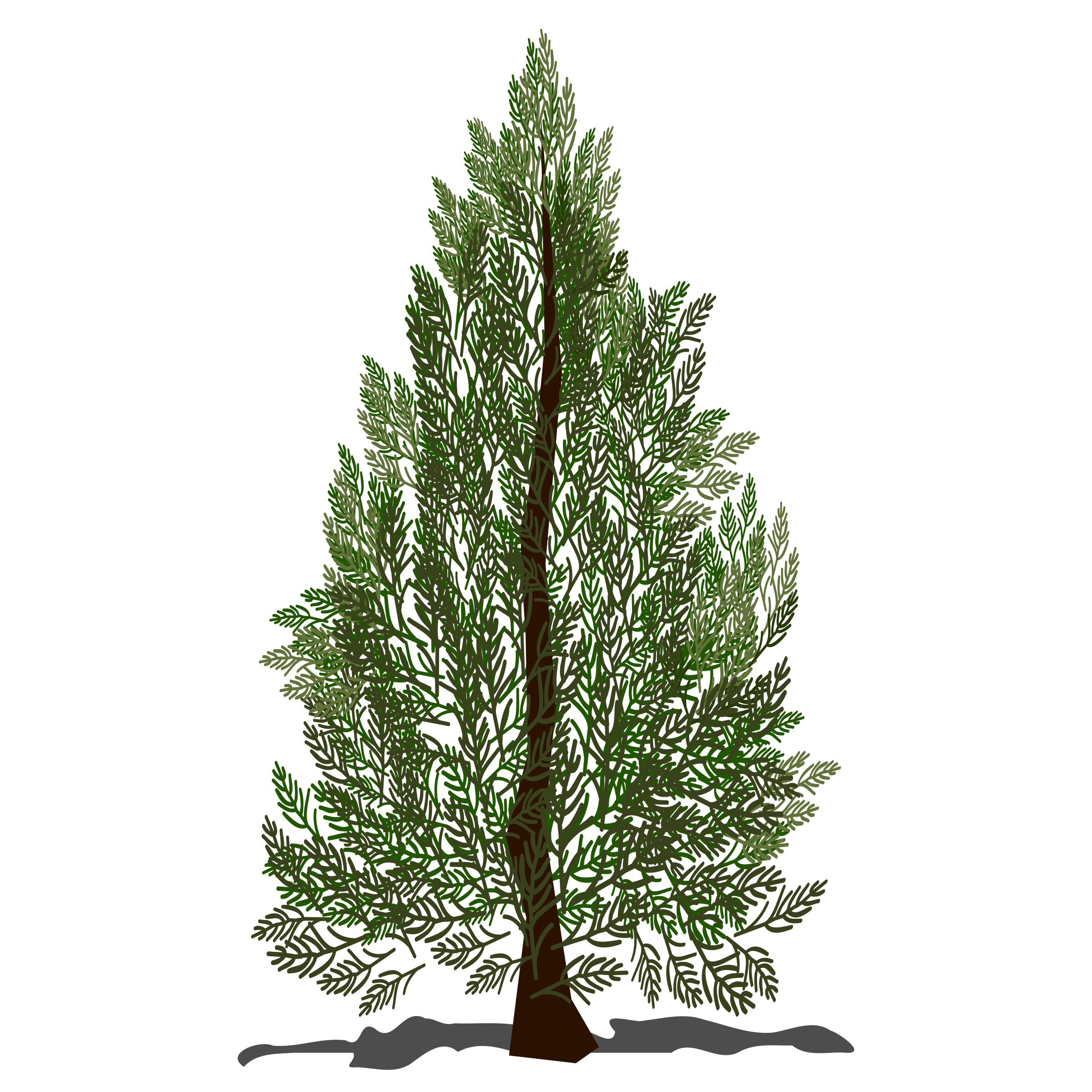 Pine tree Icons PNG - Free PNG and Icons Downloads