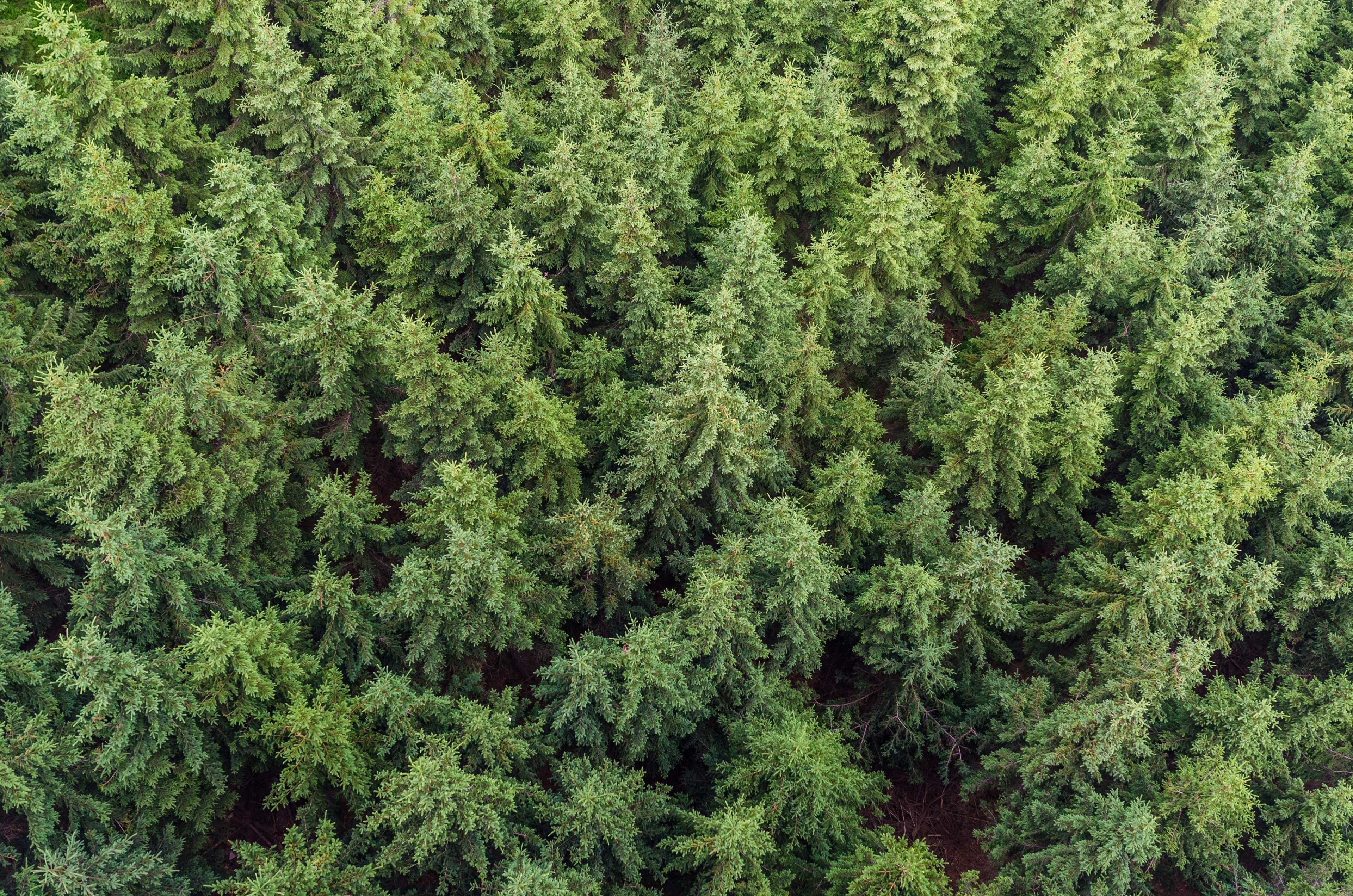 aerial view #conifers #fir trees #forest #idyllic #nature #pine ...