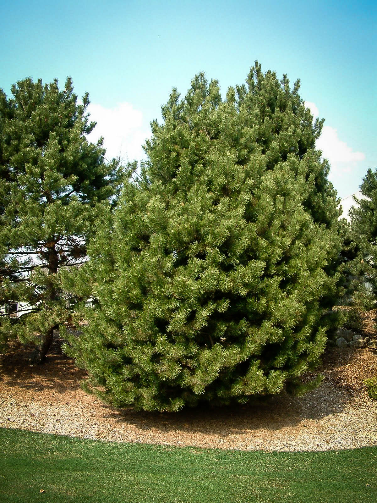 Austrian Black Pine For Sale | The Tree Center™