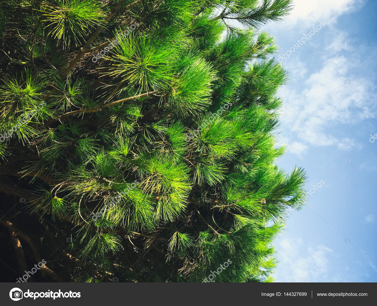 Natural green pine trees over sunny blue sky outdoors background ...
