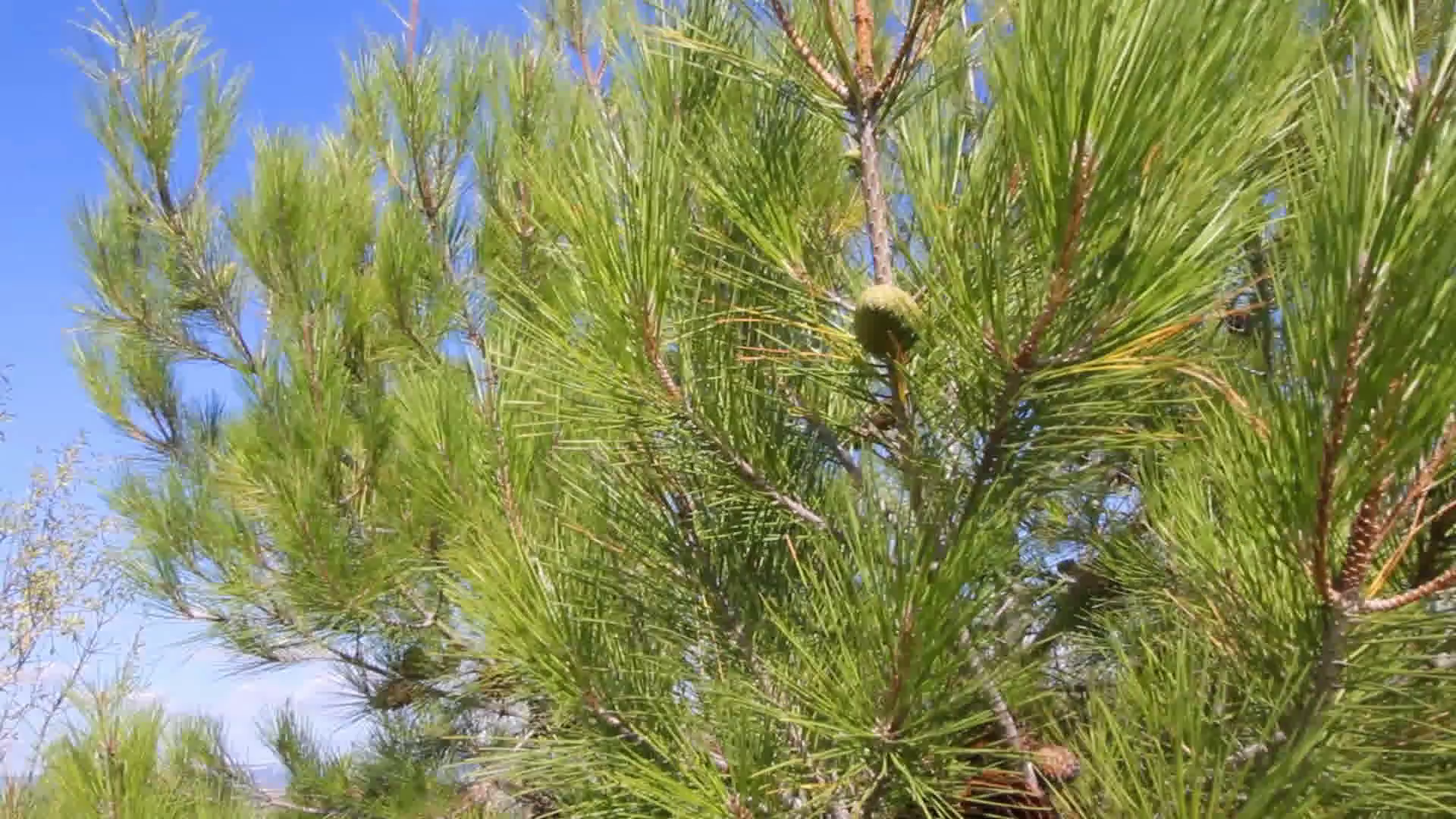 medical conifers. cones green pine trees swaying in the wind. large ...