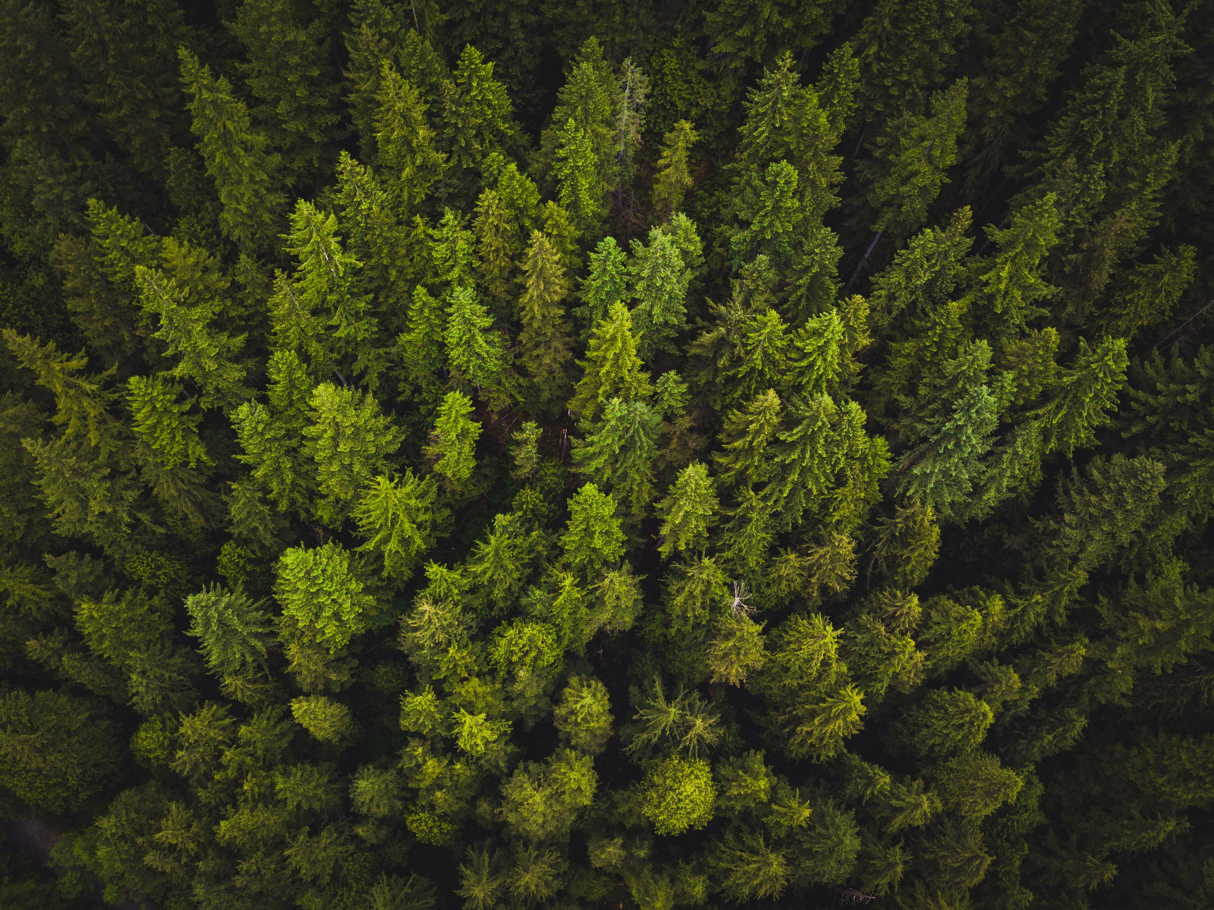 Green pine trees, Trees, Top view, Green HD wallpaper | Wallpaper Flare