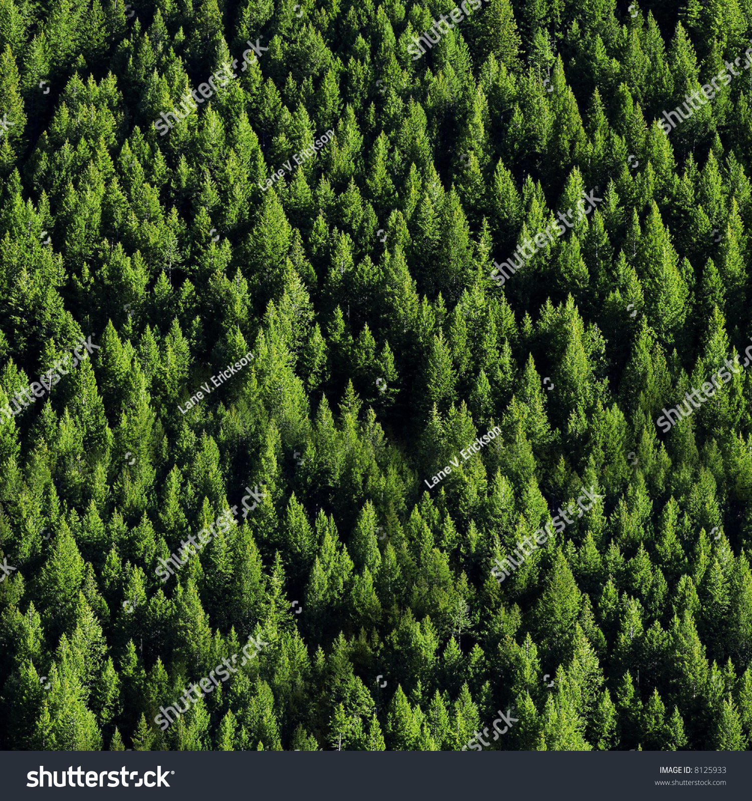 View Forrest Green Pine Trees On Stock Photo 8125933 - Shutterstock
