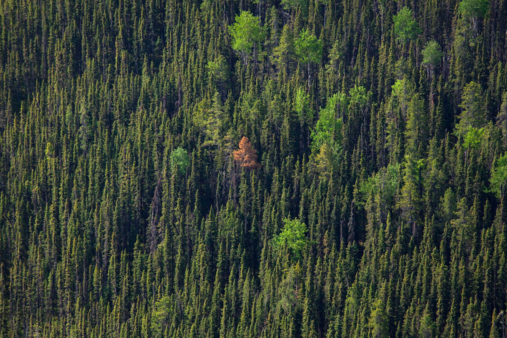 What's Killing Canada's Pine Trees? - Bloomberg