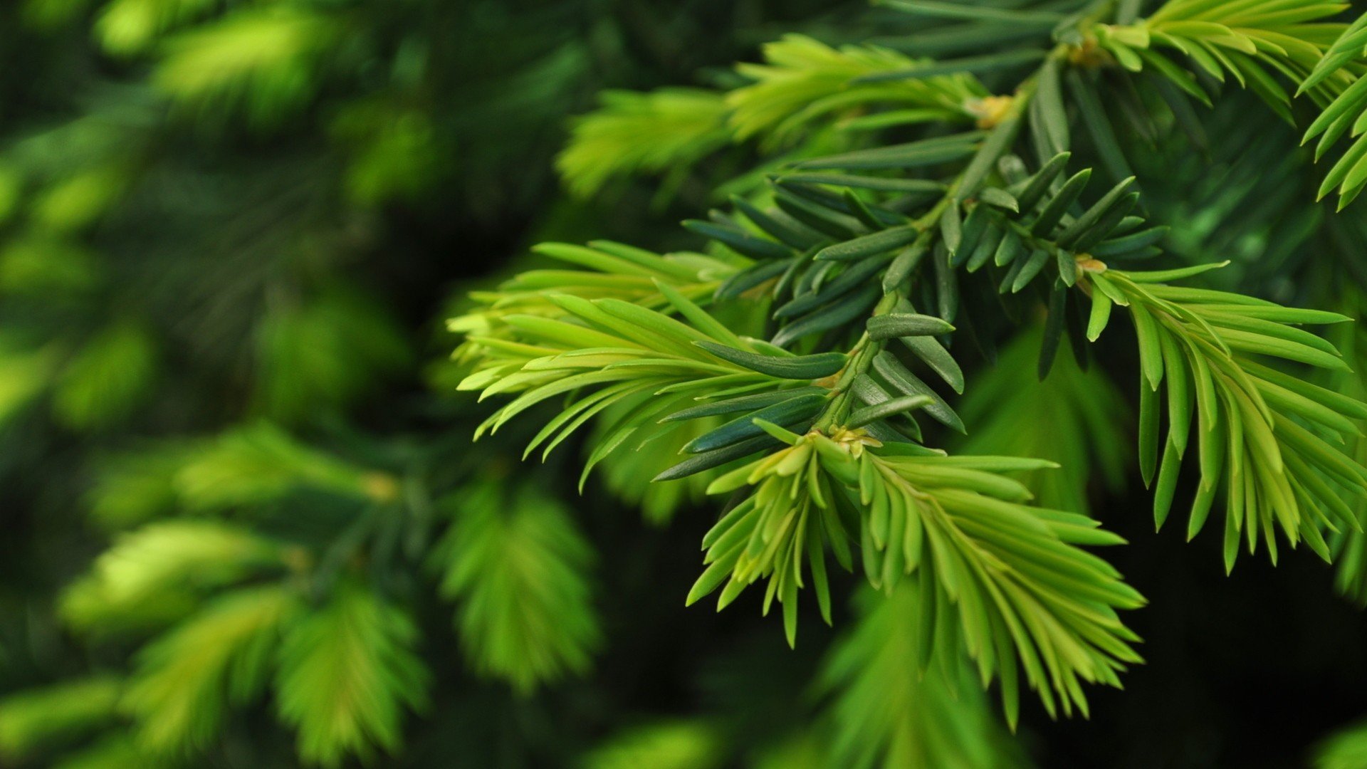 green, Nature, Trees, Christmas, Trees, Pine, Trees Wallpapers HD ...