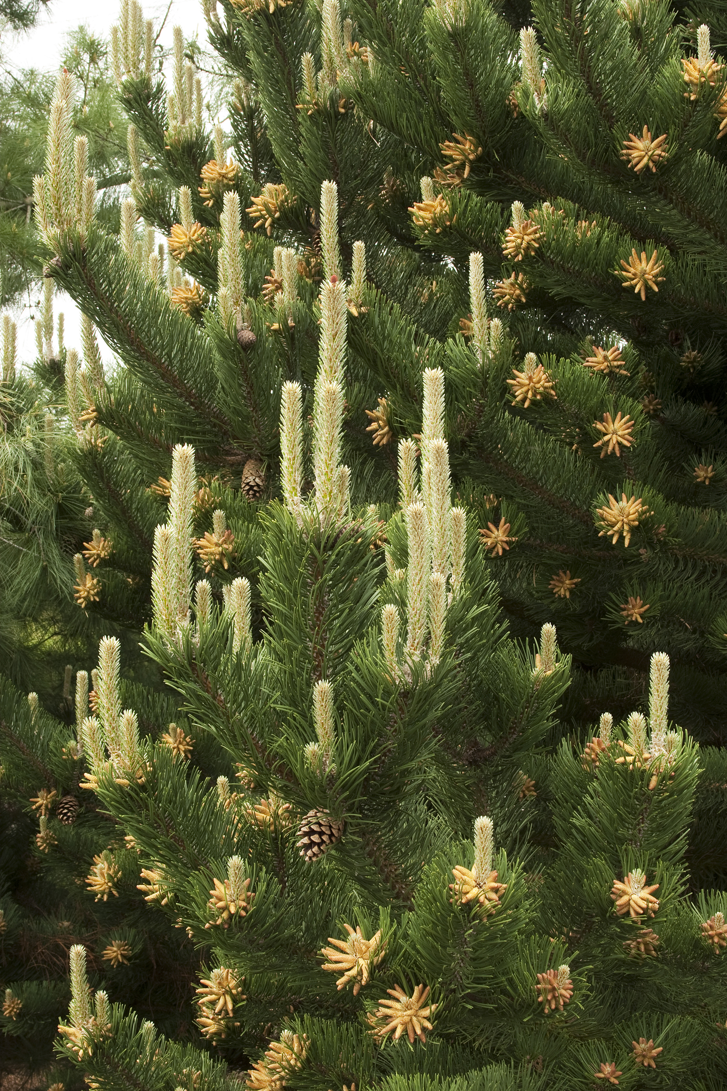 Oregon Green Austrian Pine - Monrovia - Oregon Green Austrian Pine