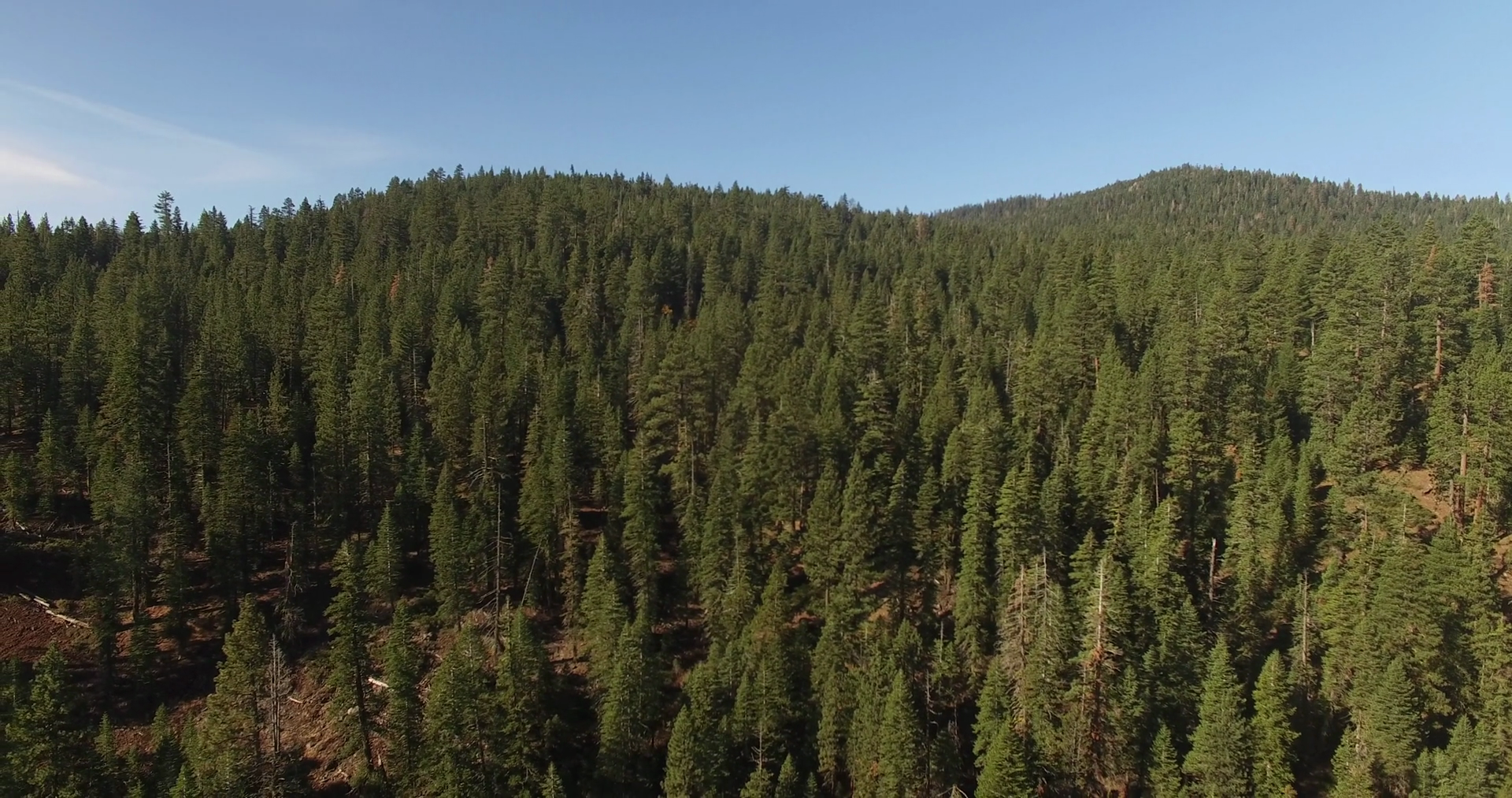 Forest of Tall Green Pine Trees Aerial Stock Video Footage - Videoblocks