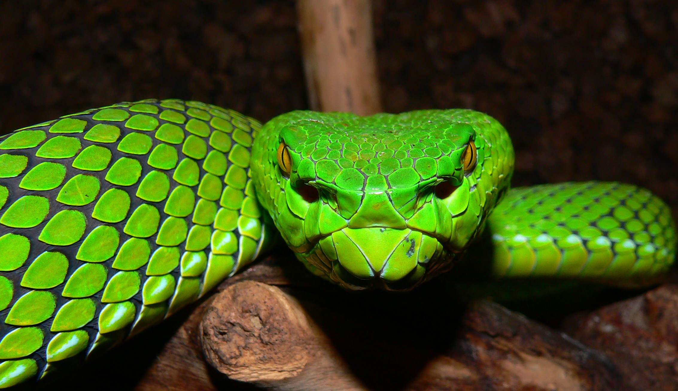 Green Pit Viper - Imgur