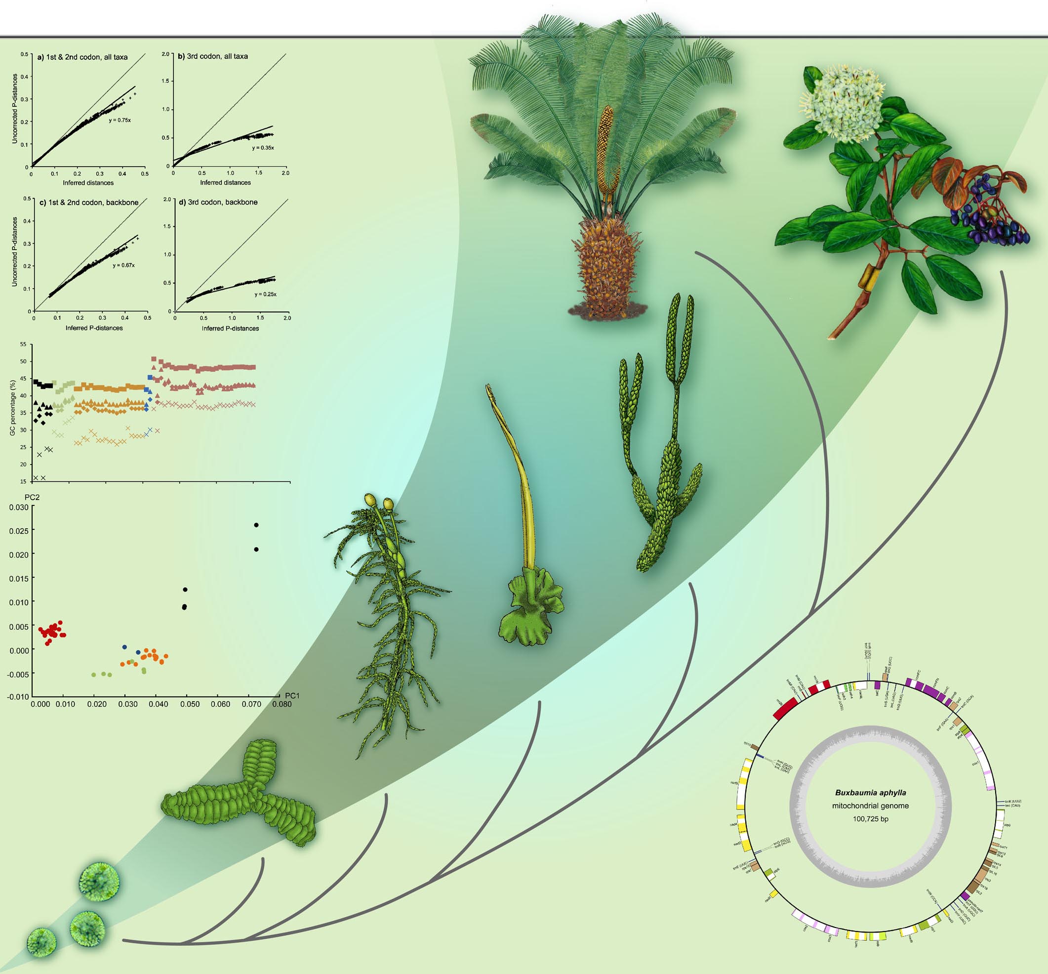 EEB3220: Evolution of green plants | Bernard Goffinet - Bryology ...