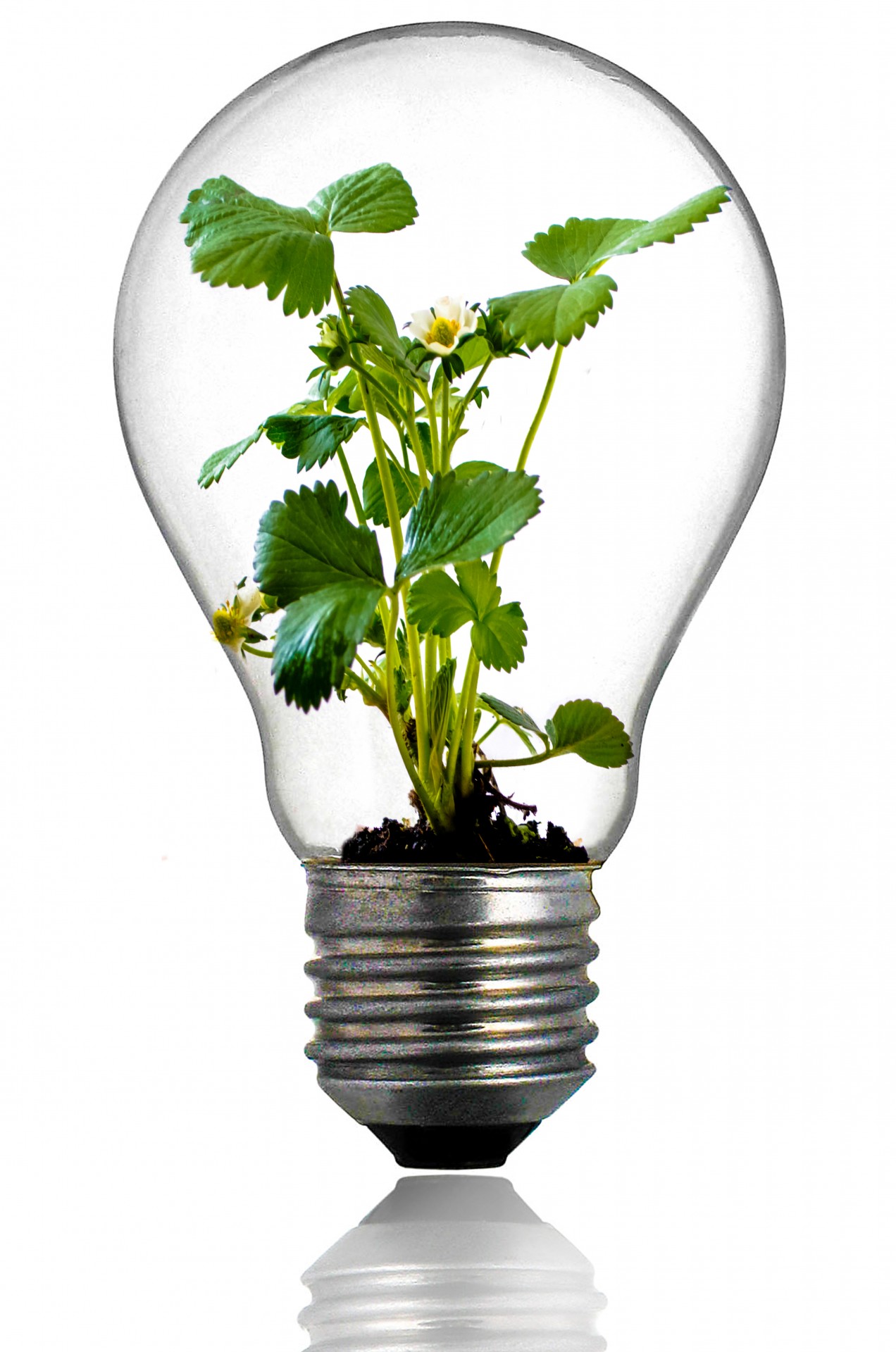 Green Plant In The Light Bulb Free Stock Photo - Public Domain Pictures