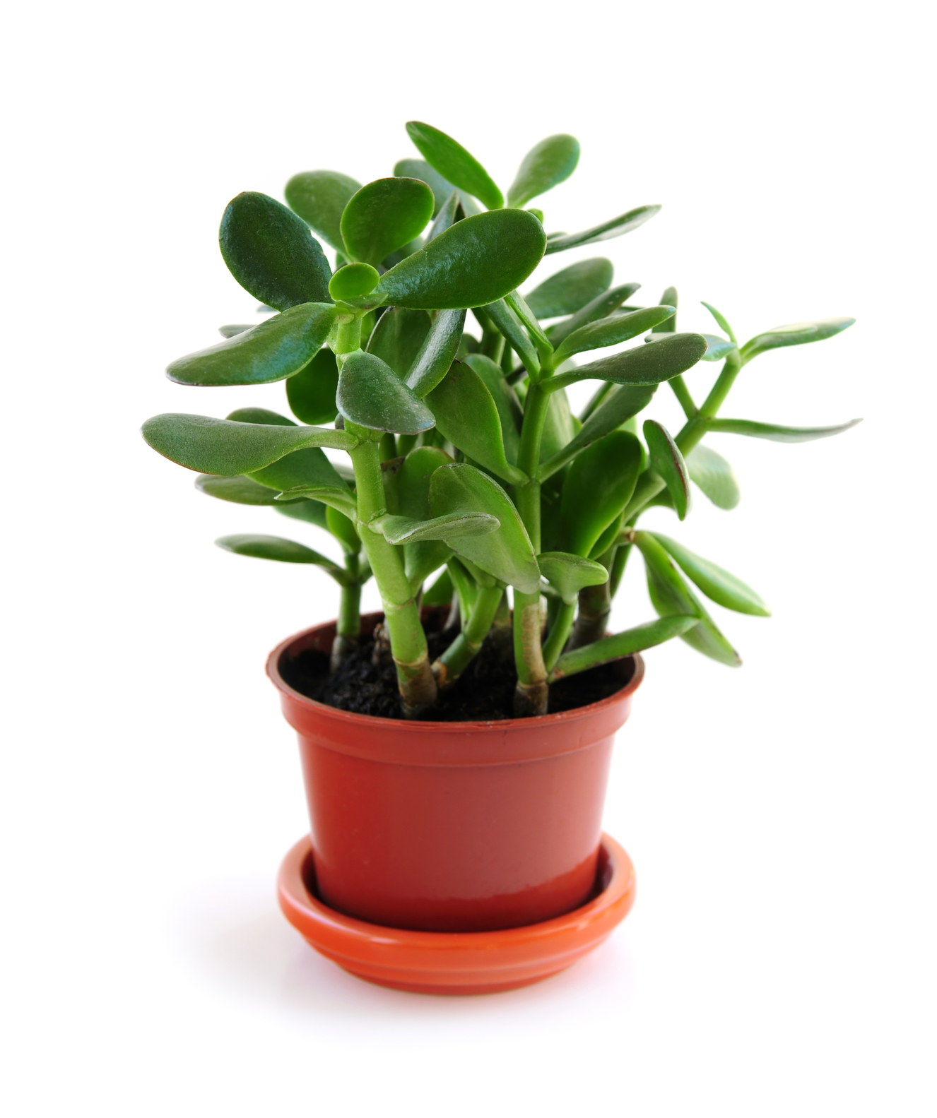 Jade Plants: How to Plant, Grow, and Care for Jade Plants | The Old ...