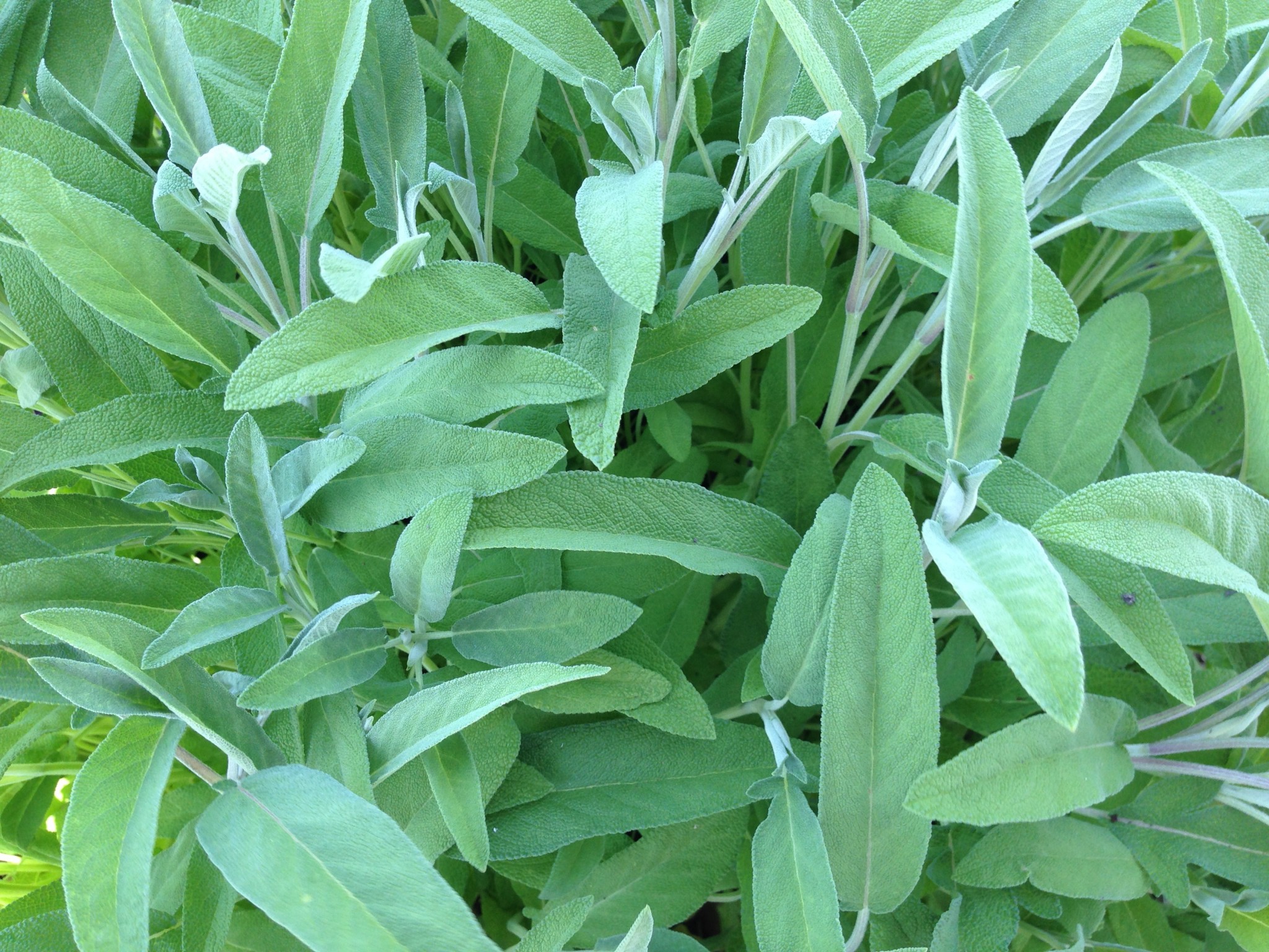 Tis The Season for Sage | Indiana Yard and Garden – Purdue Consumer ...