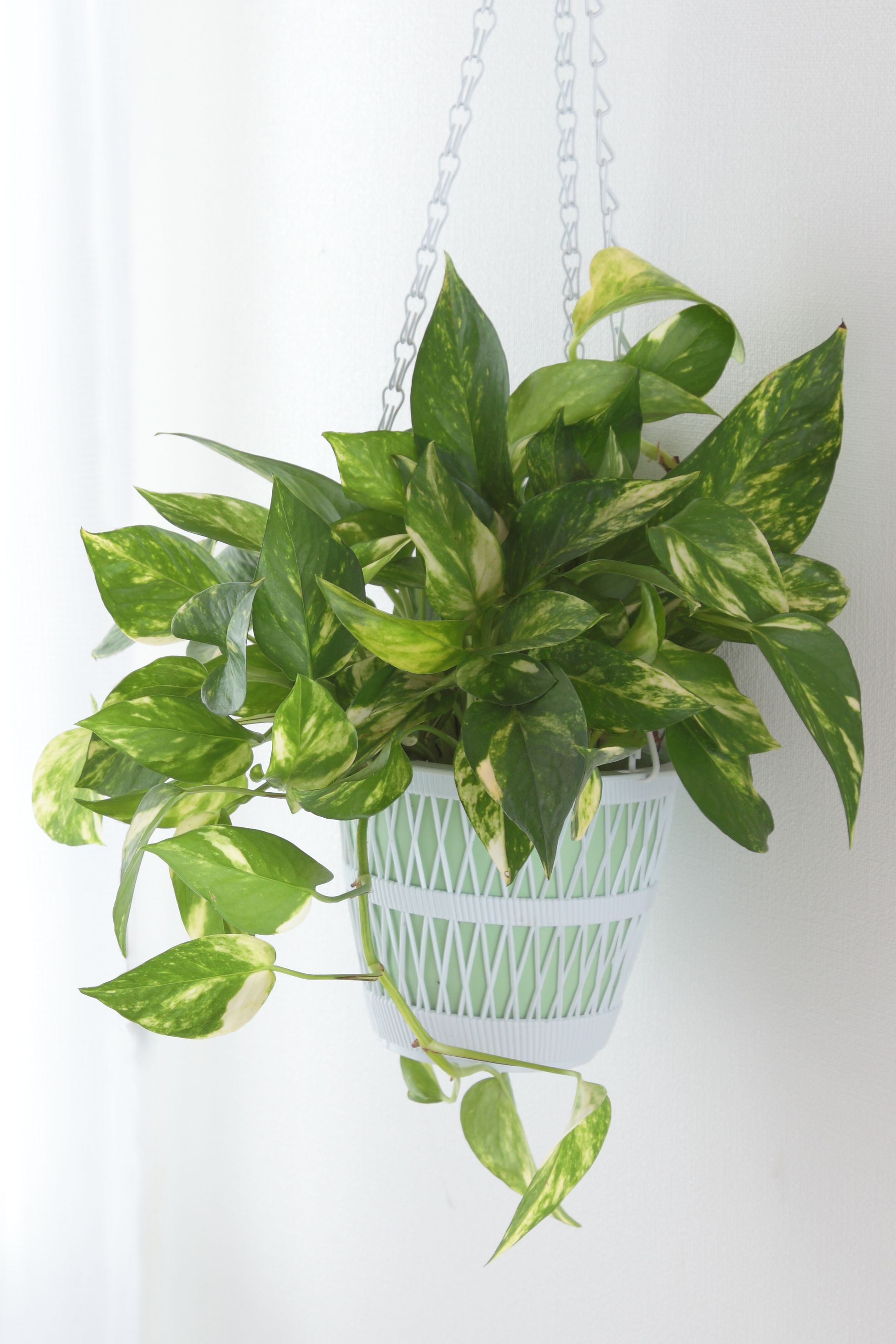 25 Easy Houseplants - Easy To Care For Indoor Plants
