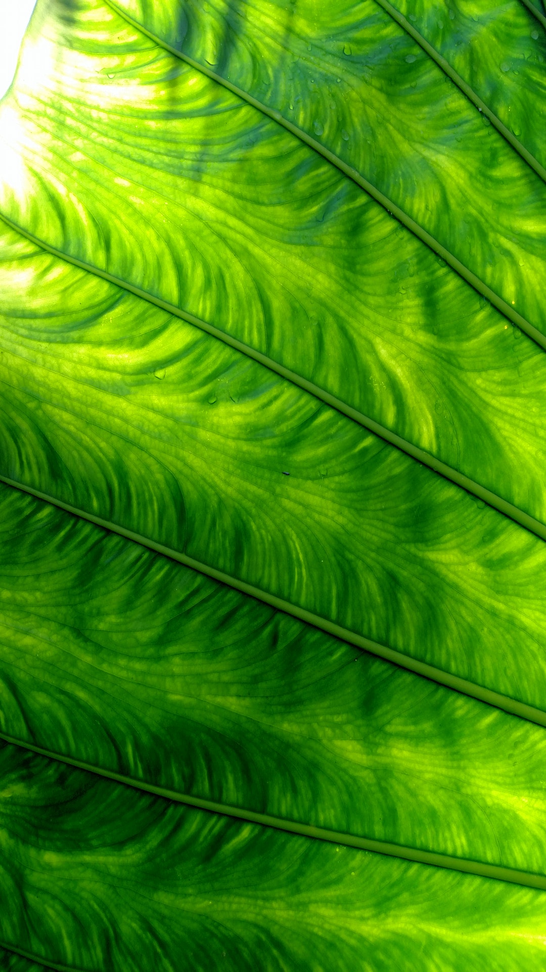 Green plant photo