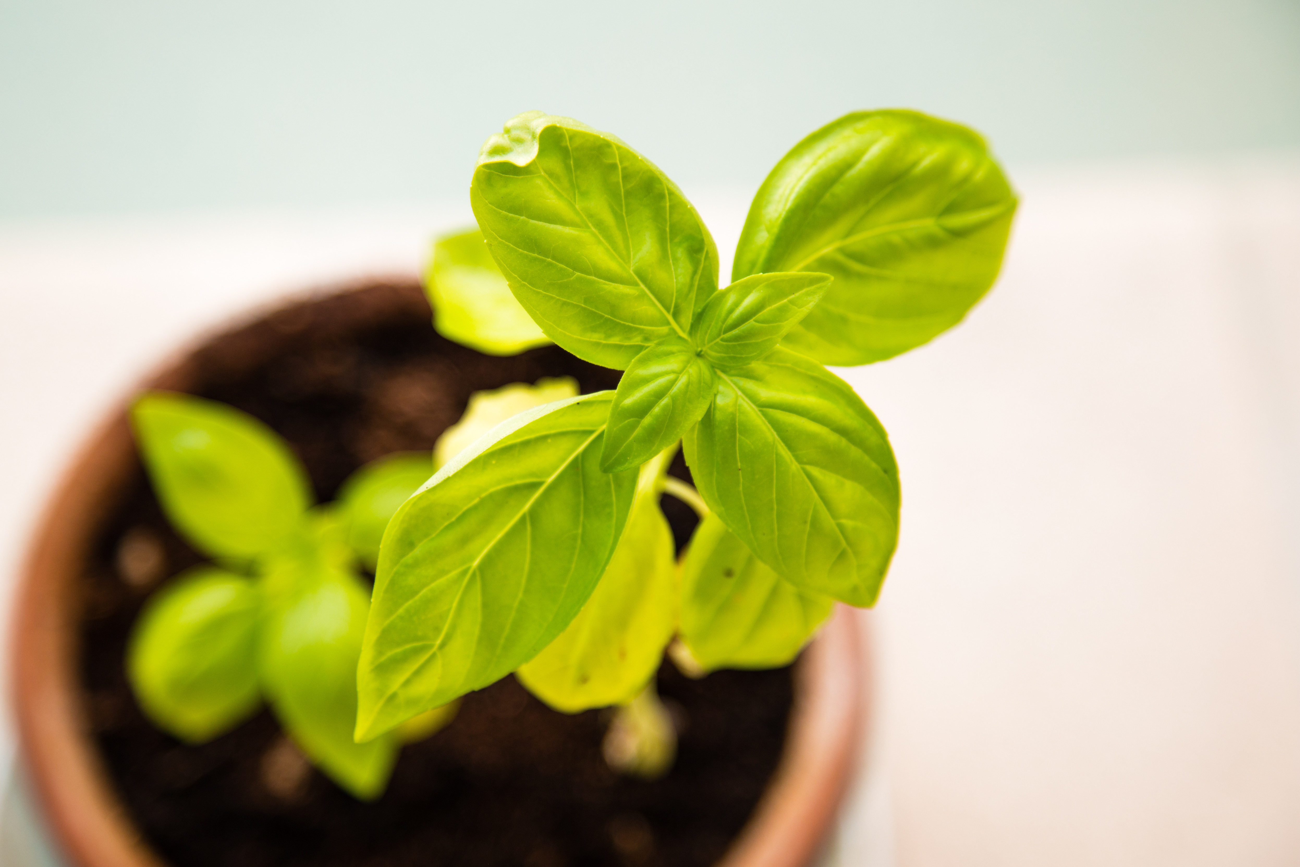 Gifts that grow (even without a green thumb) | Popular Science