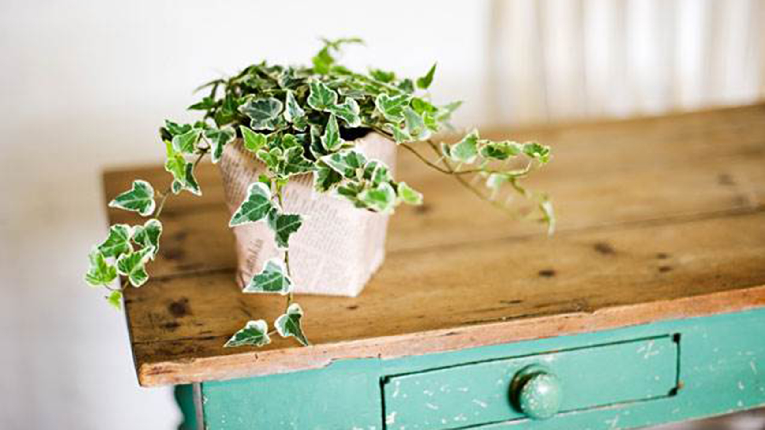 These best and easiest indoor houseplants (that won't die on you)
