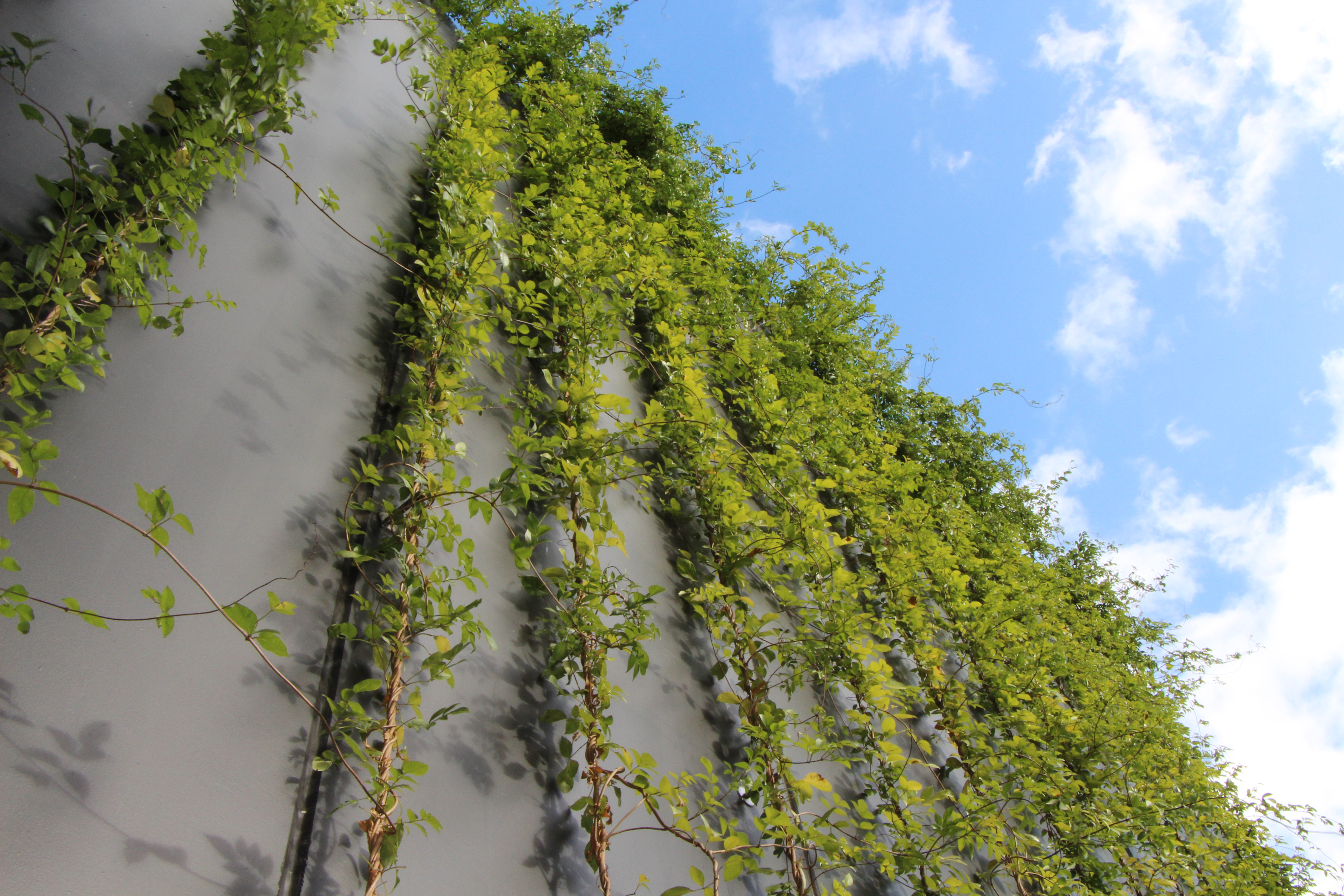 Green facade plants | Growing Green Guide