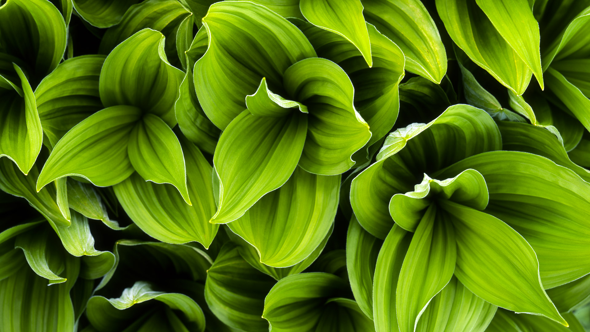 Green leaf plant photo