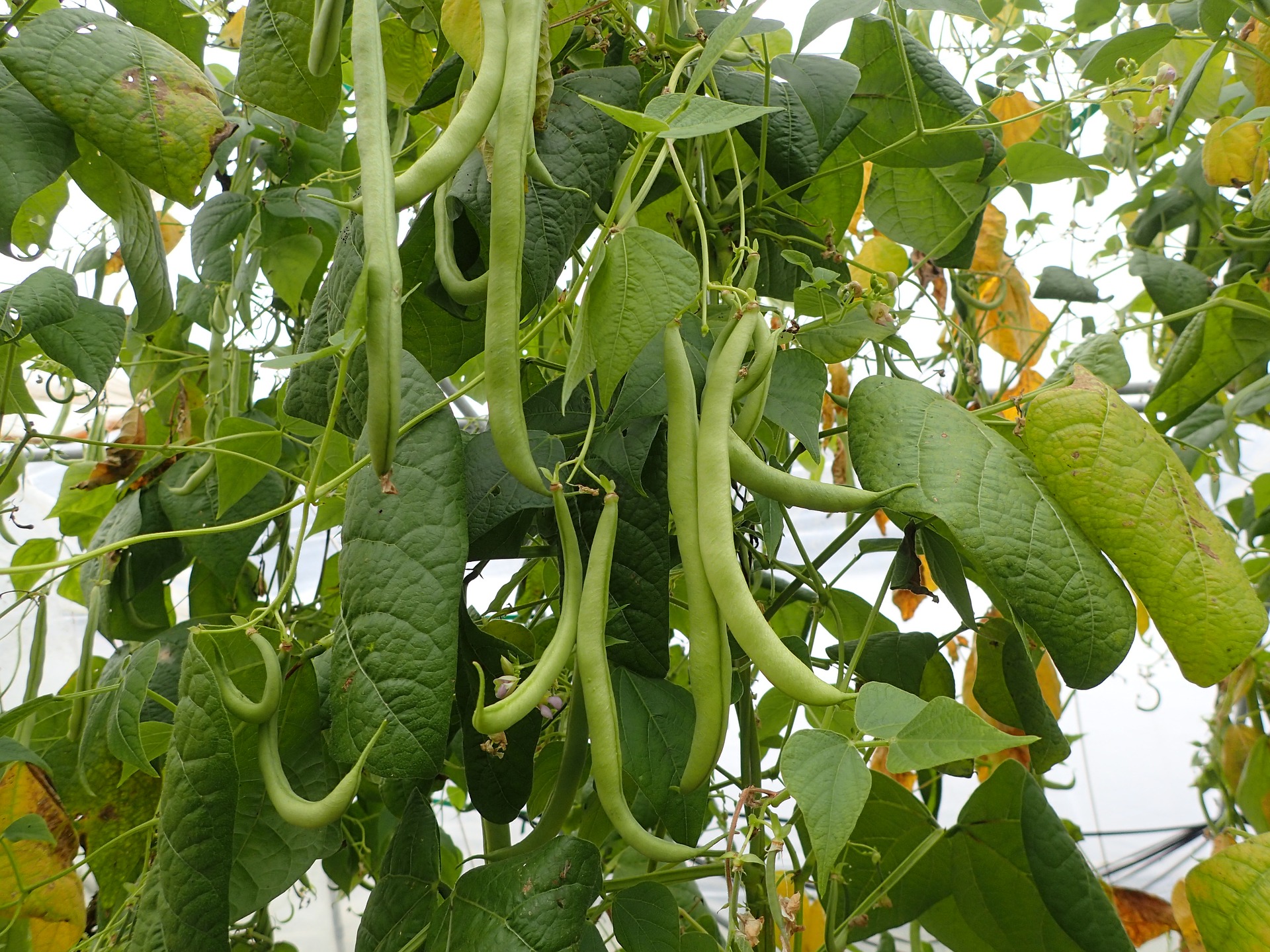 Beans: Planting, Growing, and Harvesting Bean Plants | The Old ...