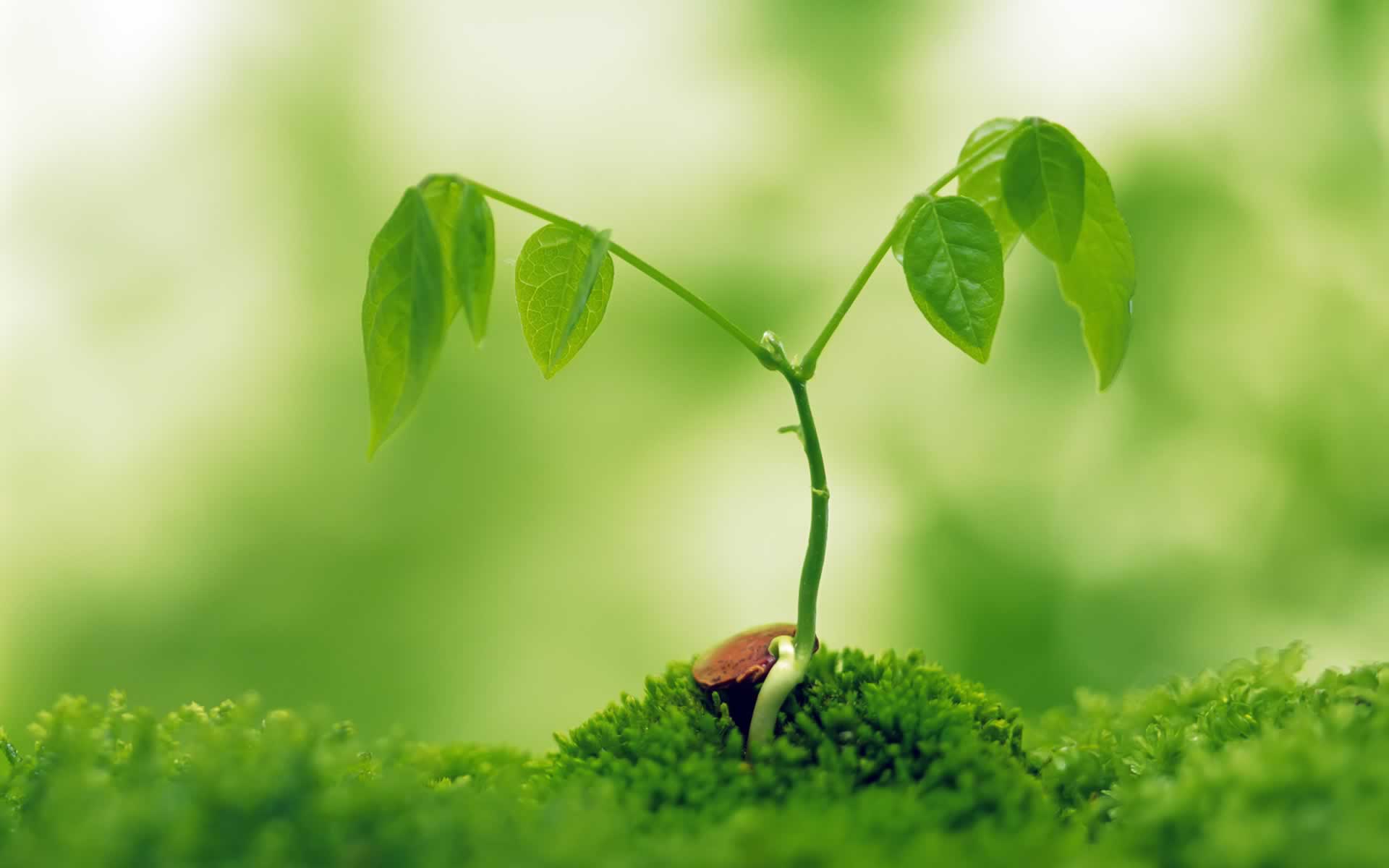 Extra Wallpapers - Small green plant