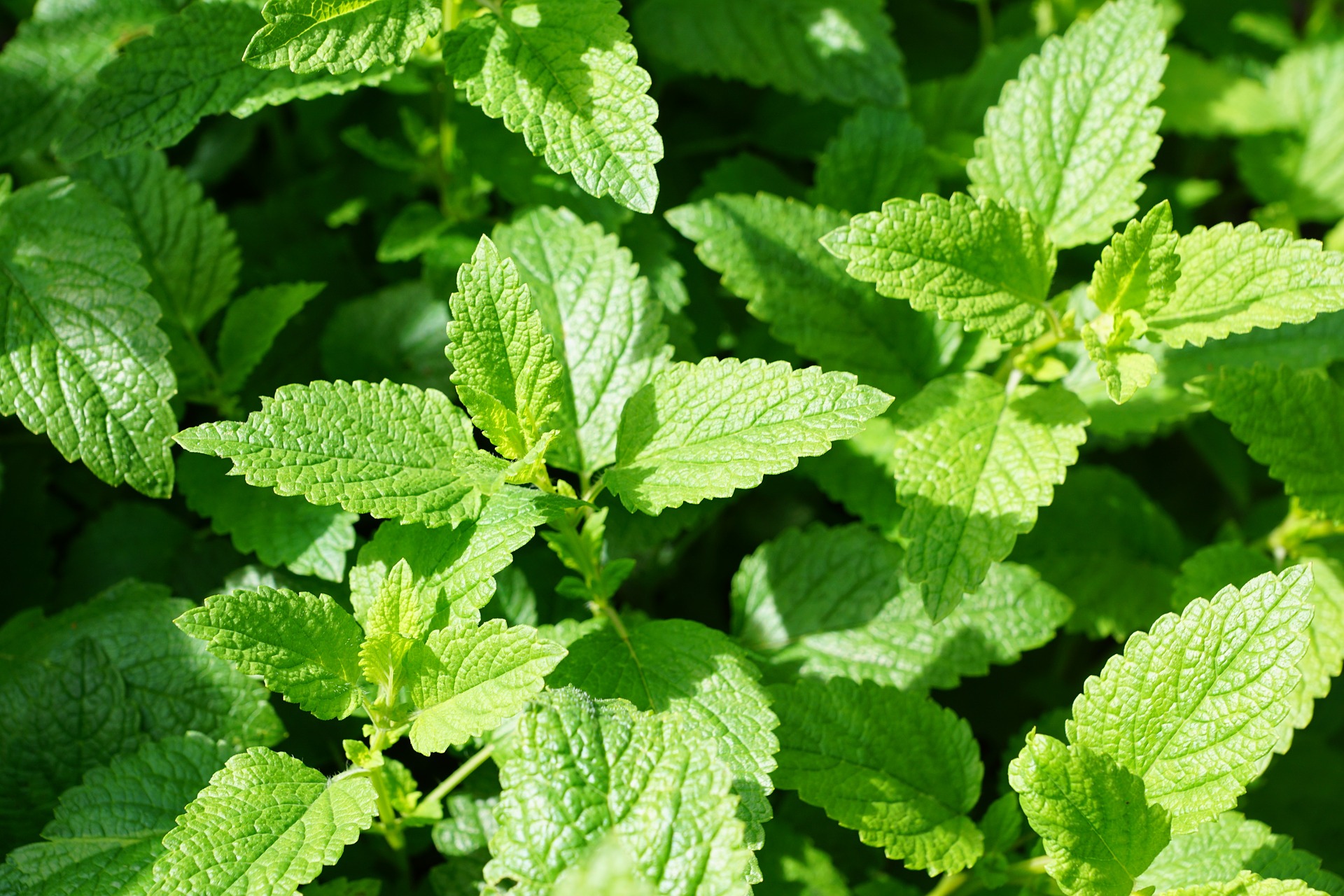 Mint: Planting, Growing, and Harvesting Mint Plants | The Old ...