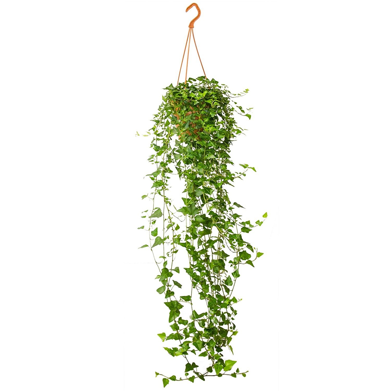 English Ivy Plant 80-100cm Length (Hanging Plant) - Indoor plants ...