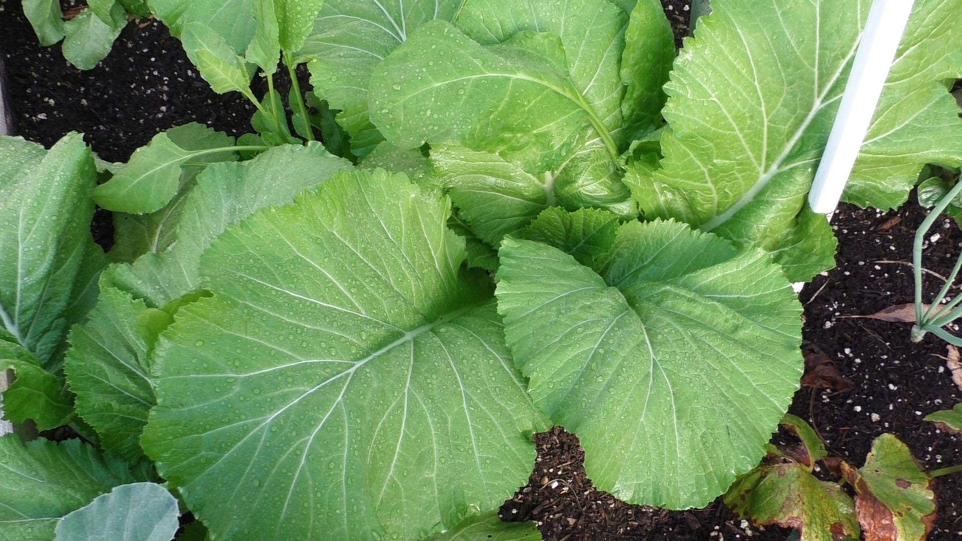 Growing Mustard Greens - How To Grow Florida Broad Leaf Indian ...