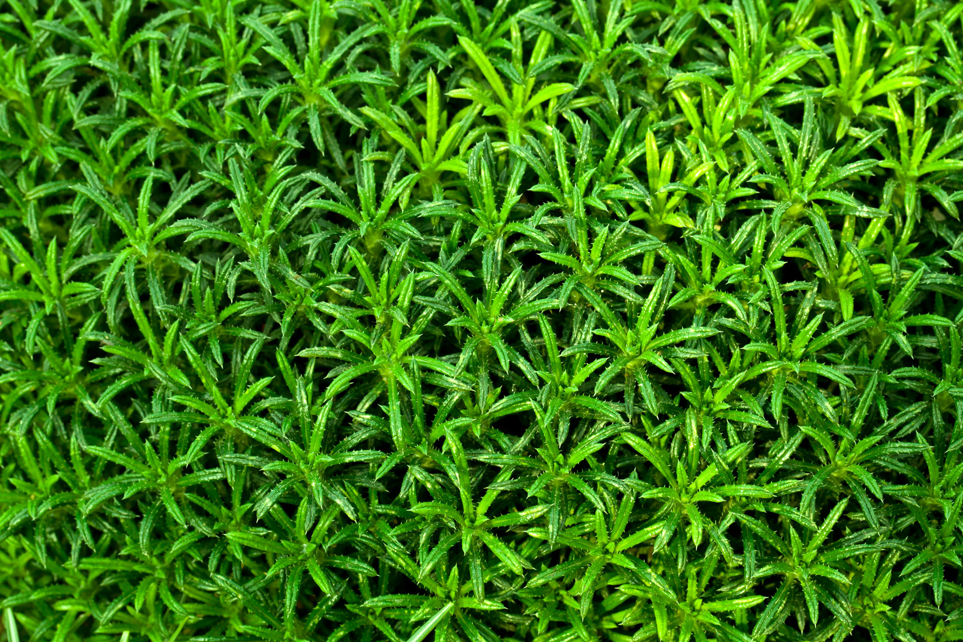 Green Plant Wallpaper Free Stock Photo - Public Domain Pictures