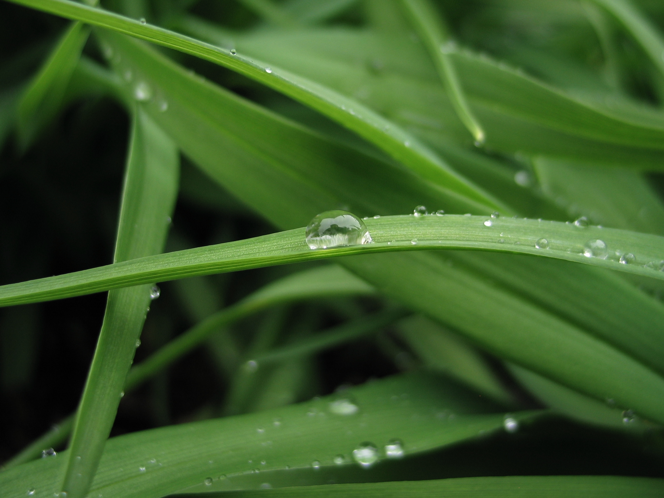 File:Dew on green Plant.jpg - Wikimedia Commons
