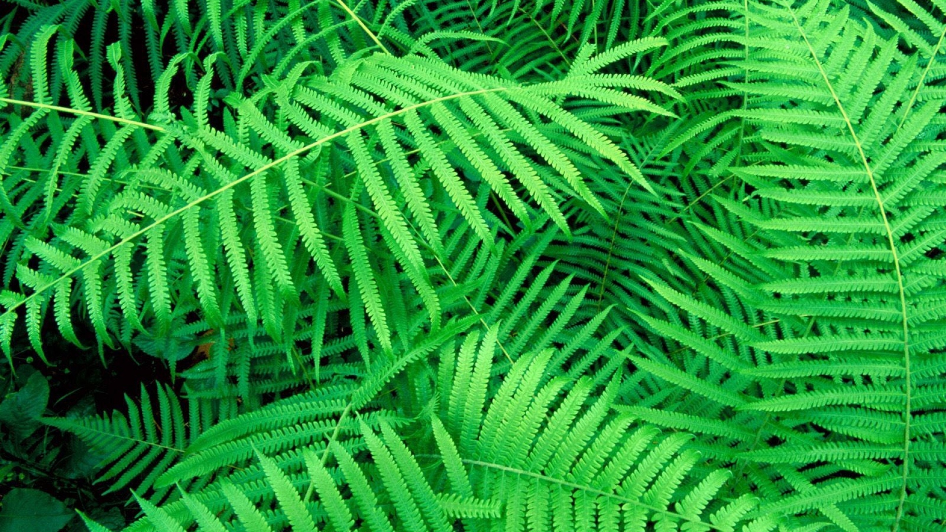 Download Wallpaper 1920x1080 leaves, green, plant, fern Full HD ...