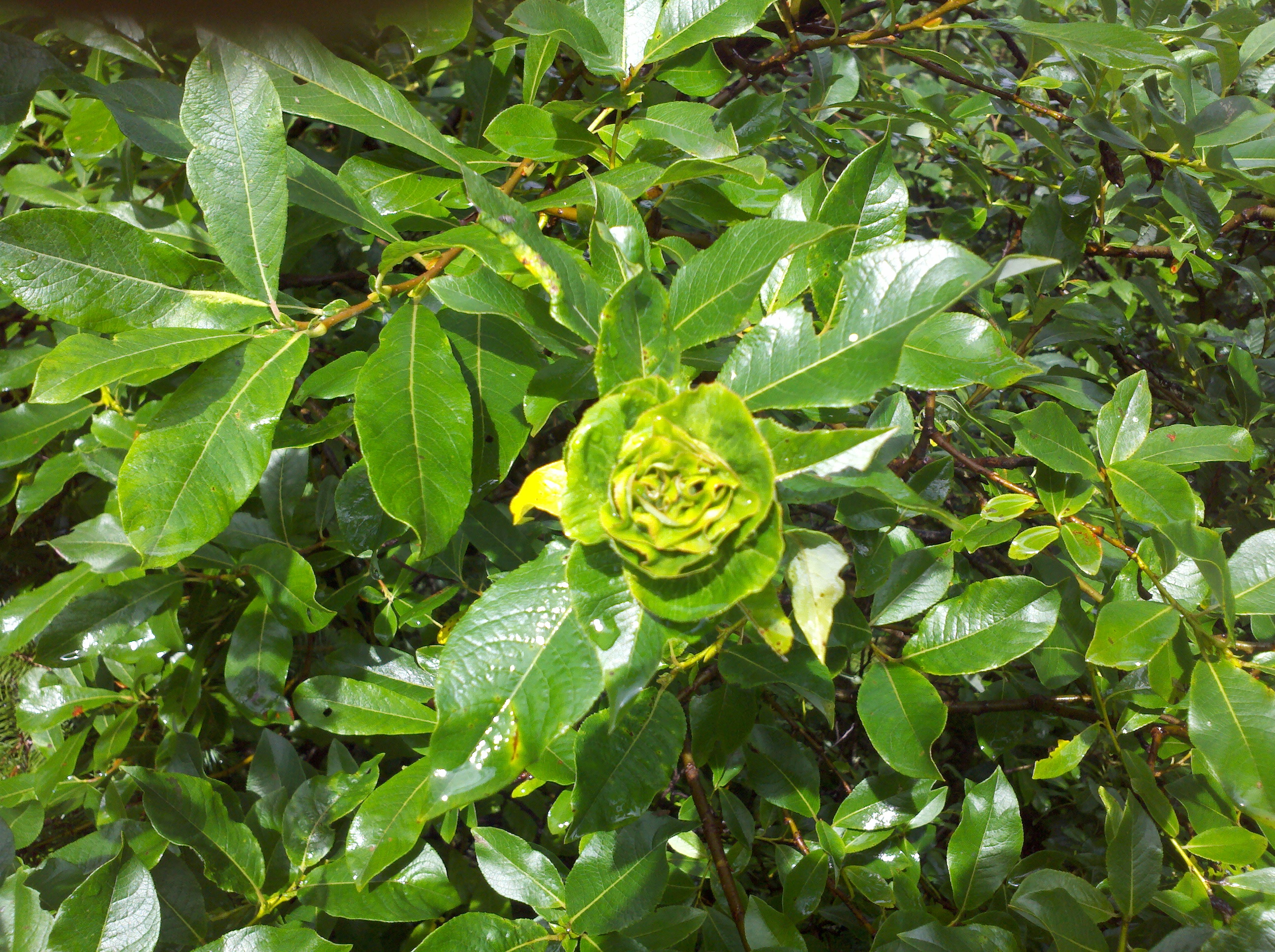 Who knows this green flower?