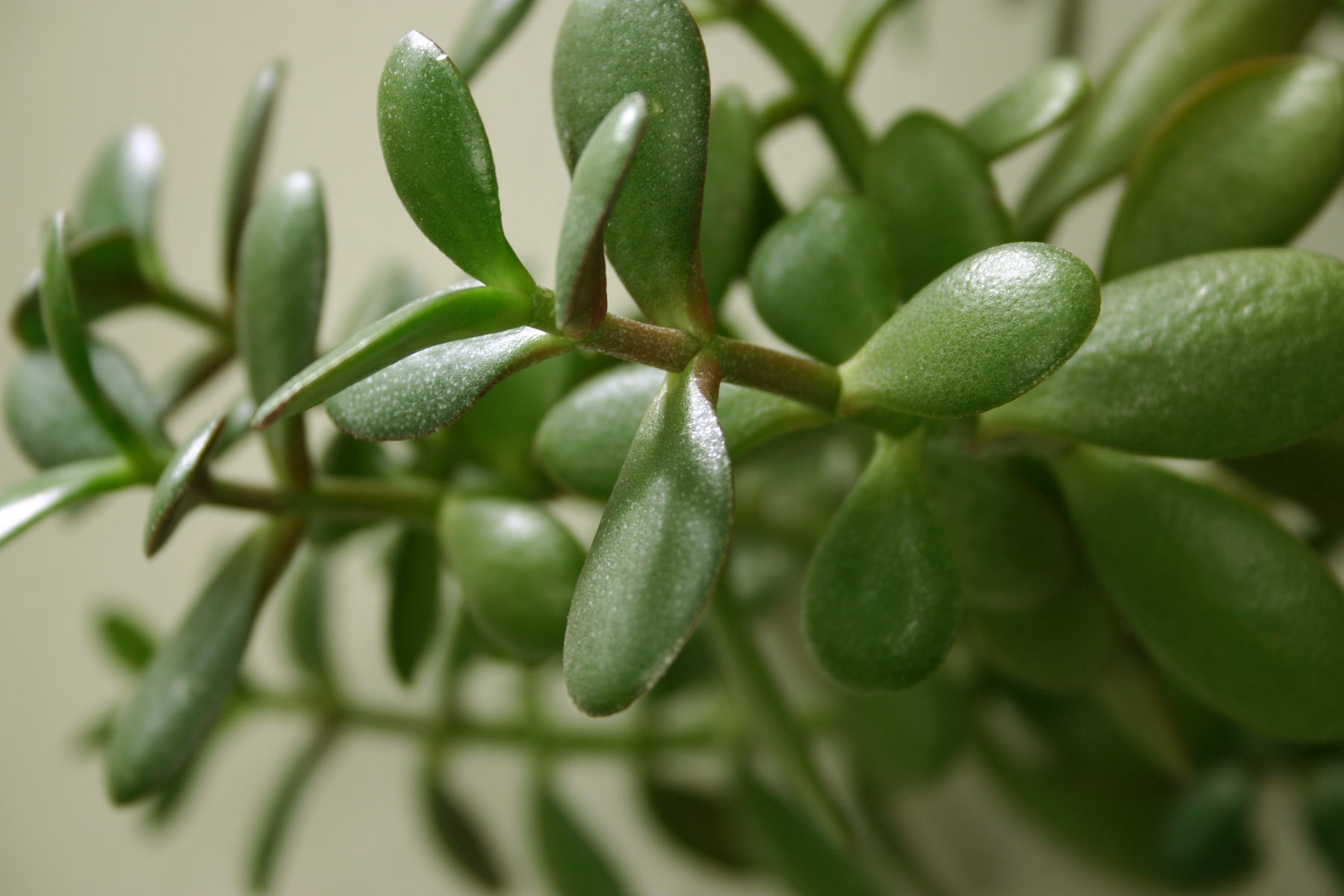 Green plant closeup photo