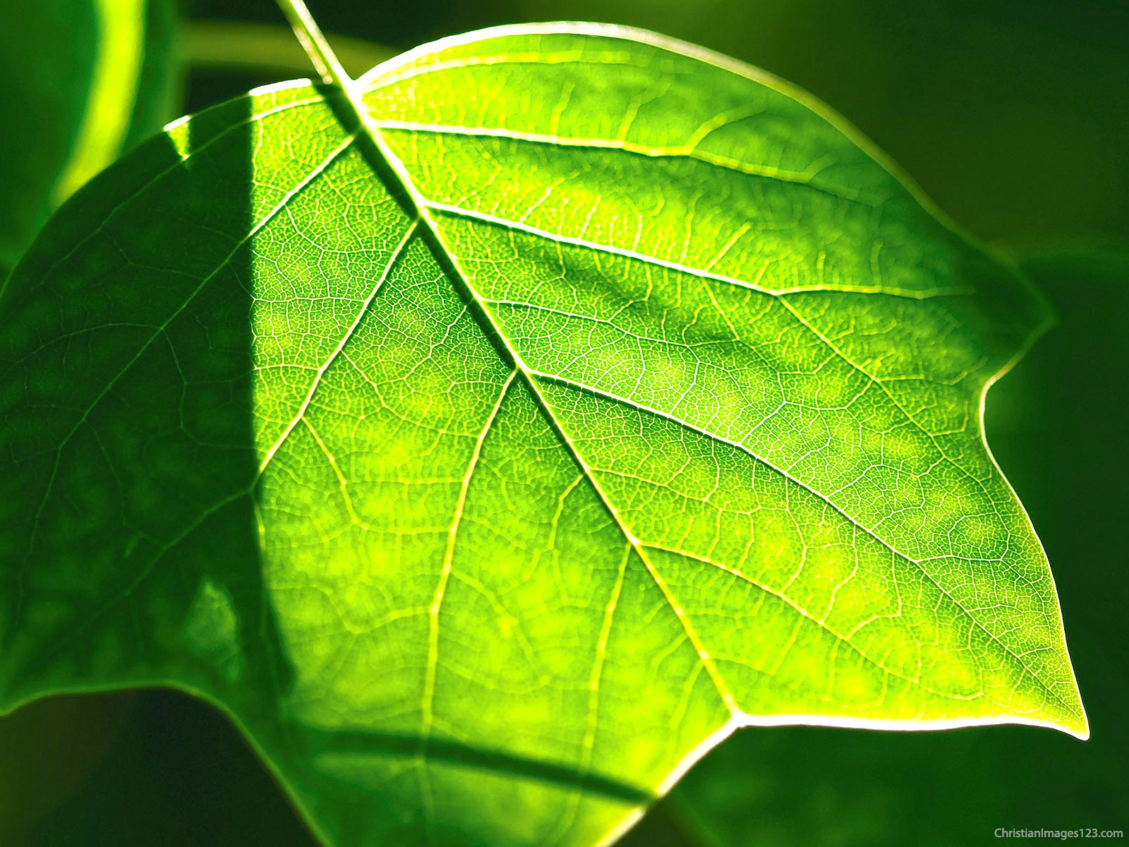 Green Leaves HDR Background – Free Christian Images
