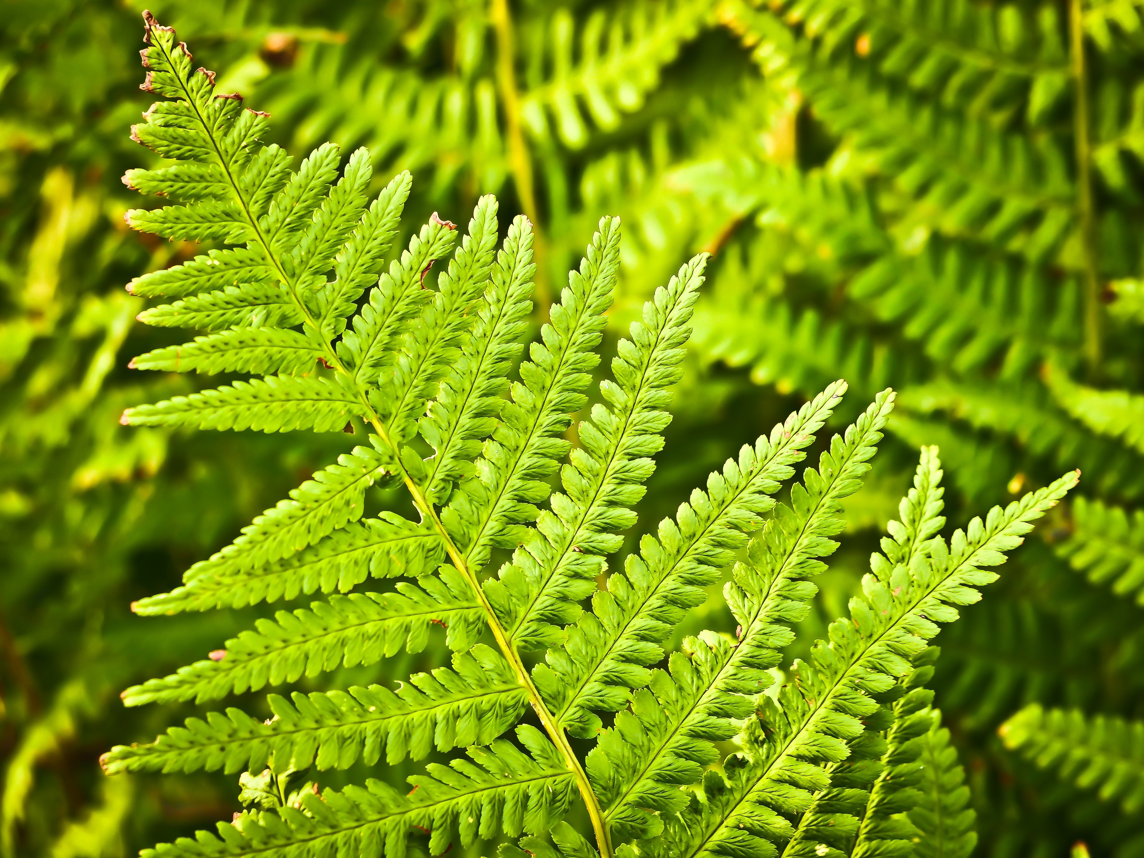 Green plant leaf photo